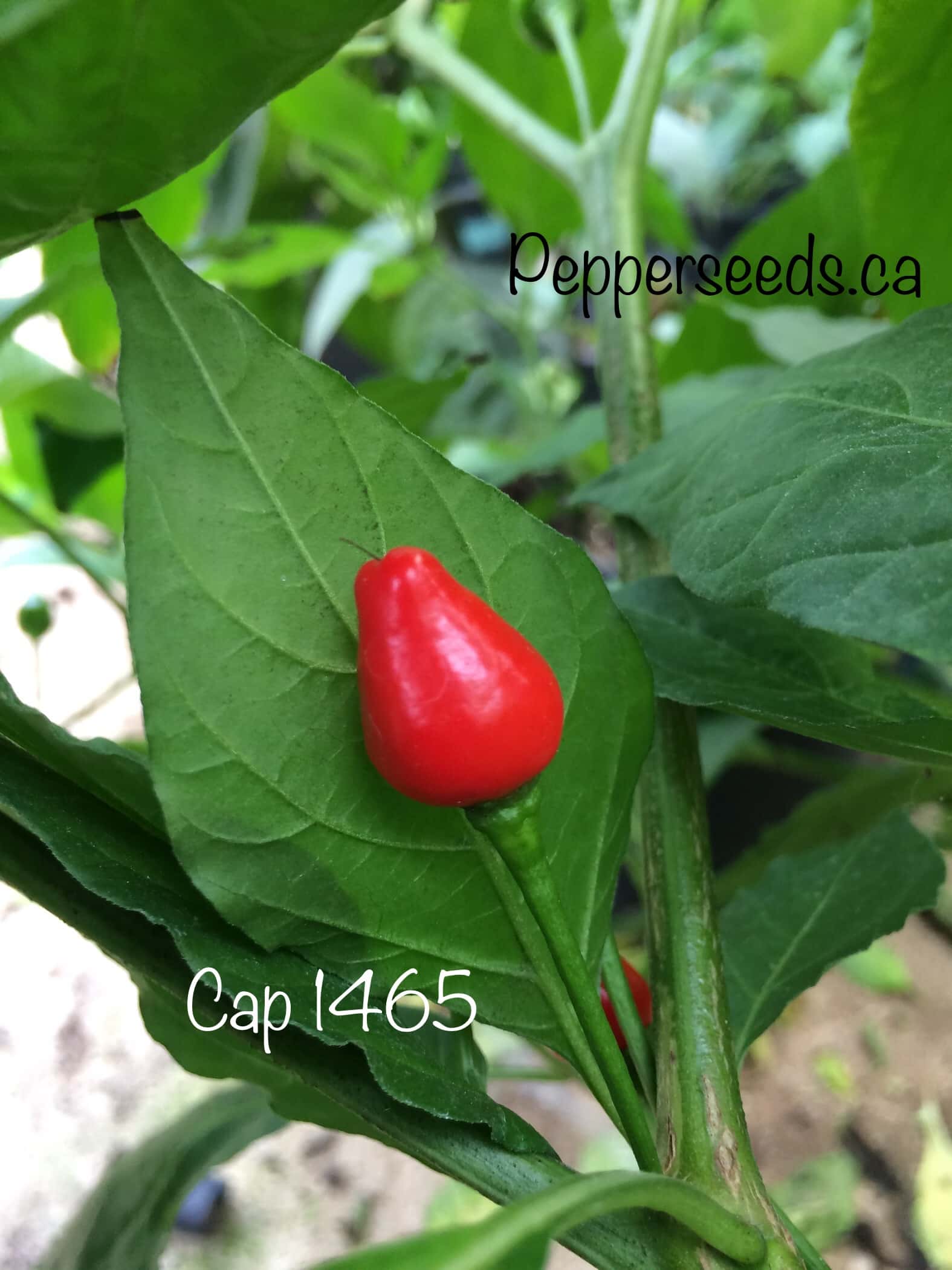 CAP 1465