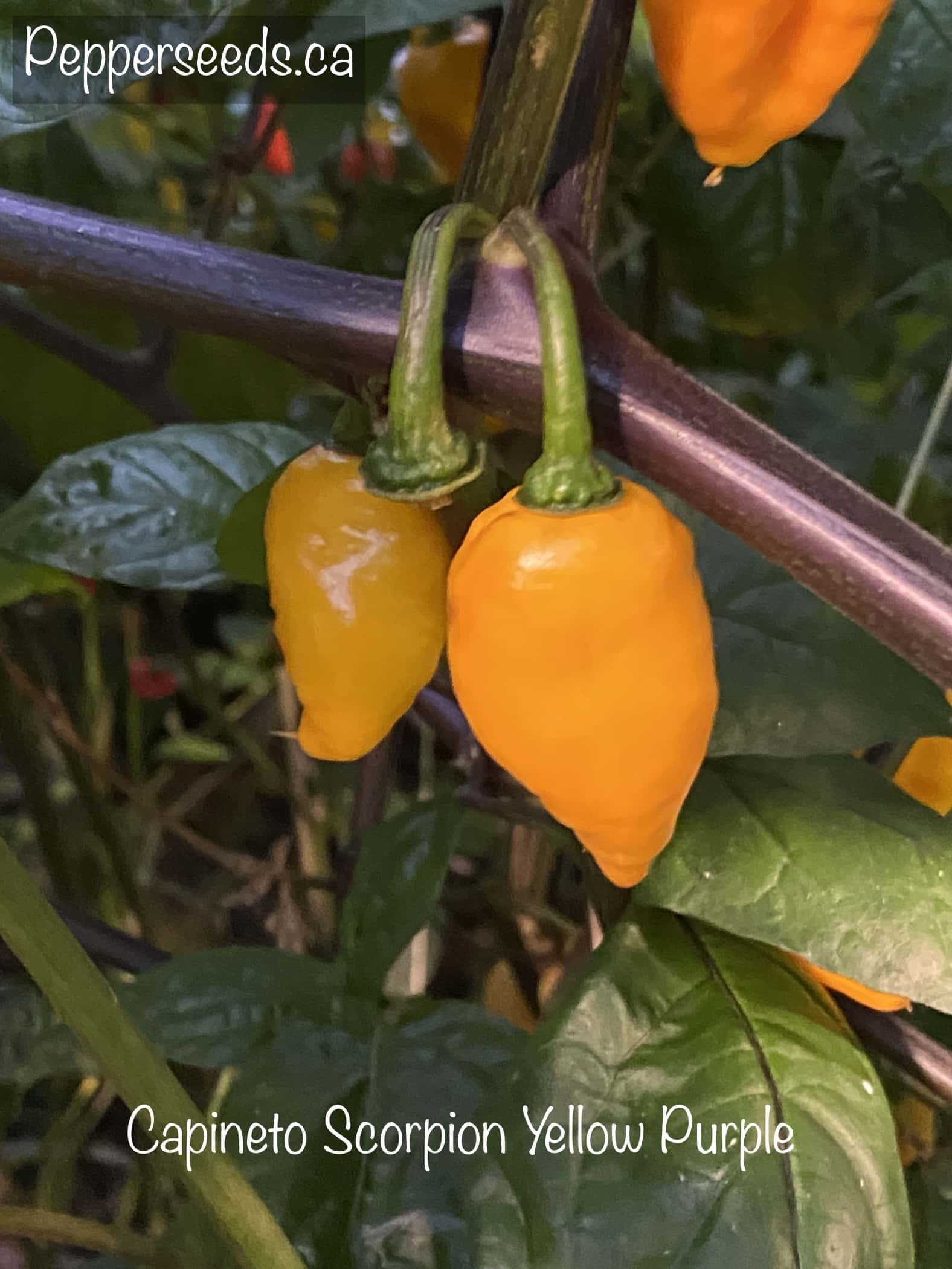 Capineto Scorpion Yellow Purple