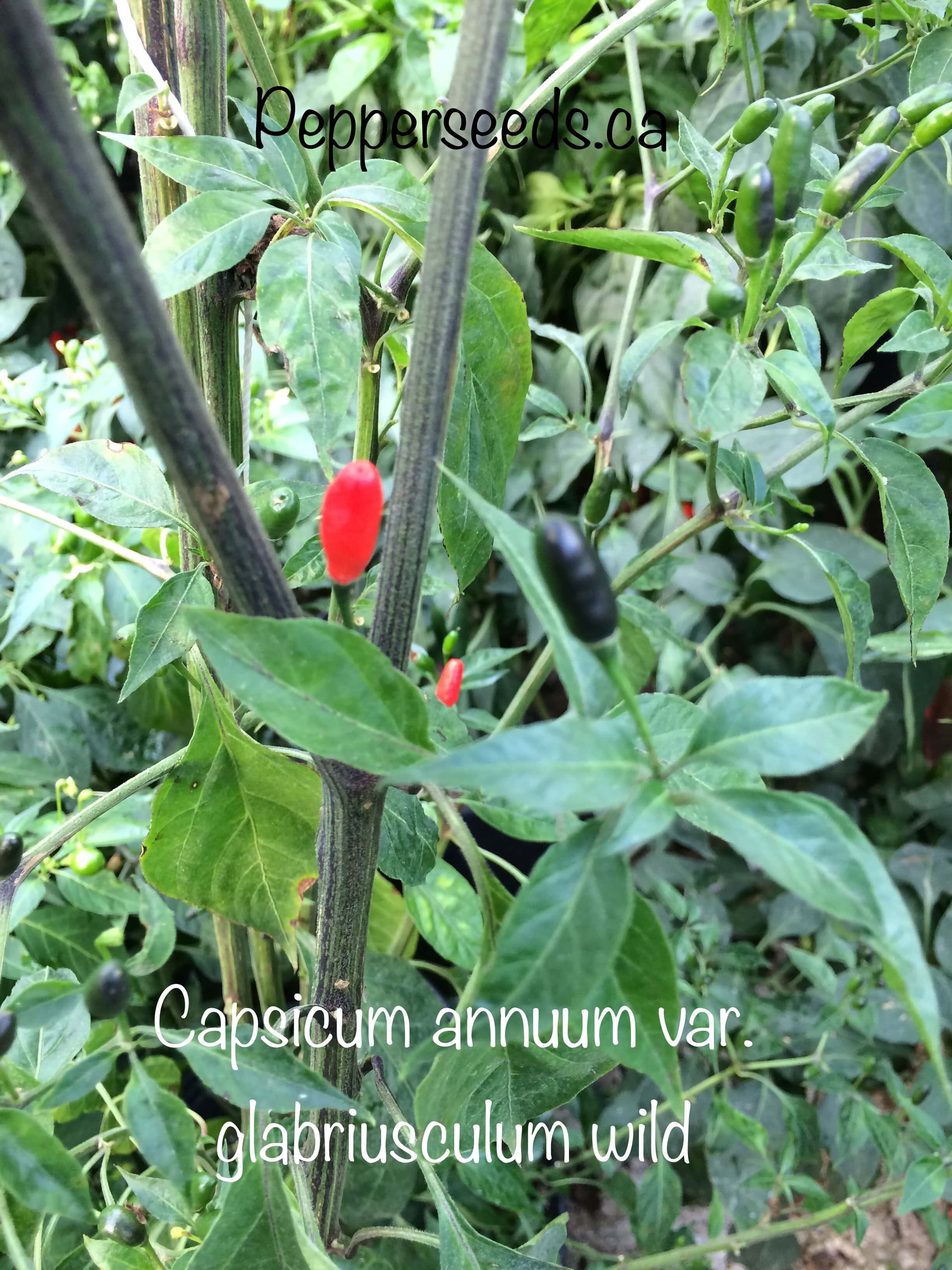 Capsicum annuum var. glabriusculum wild Long Pepper