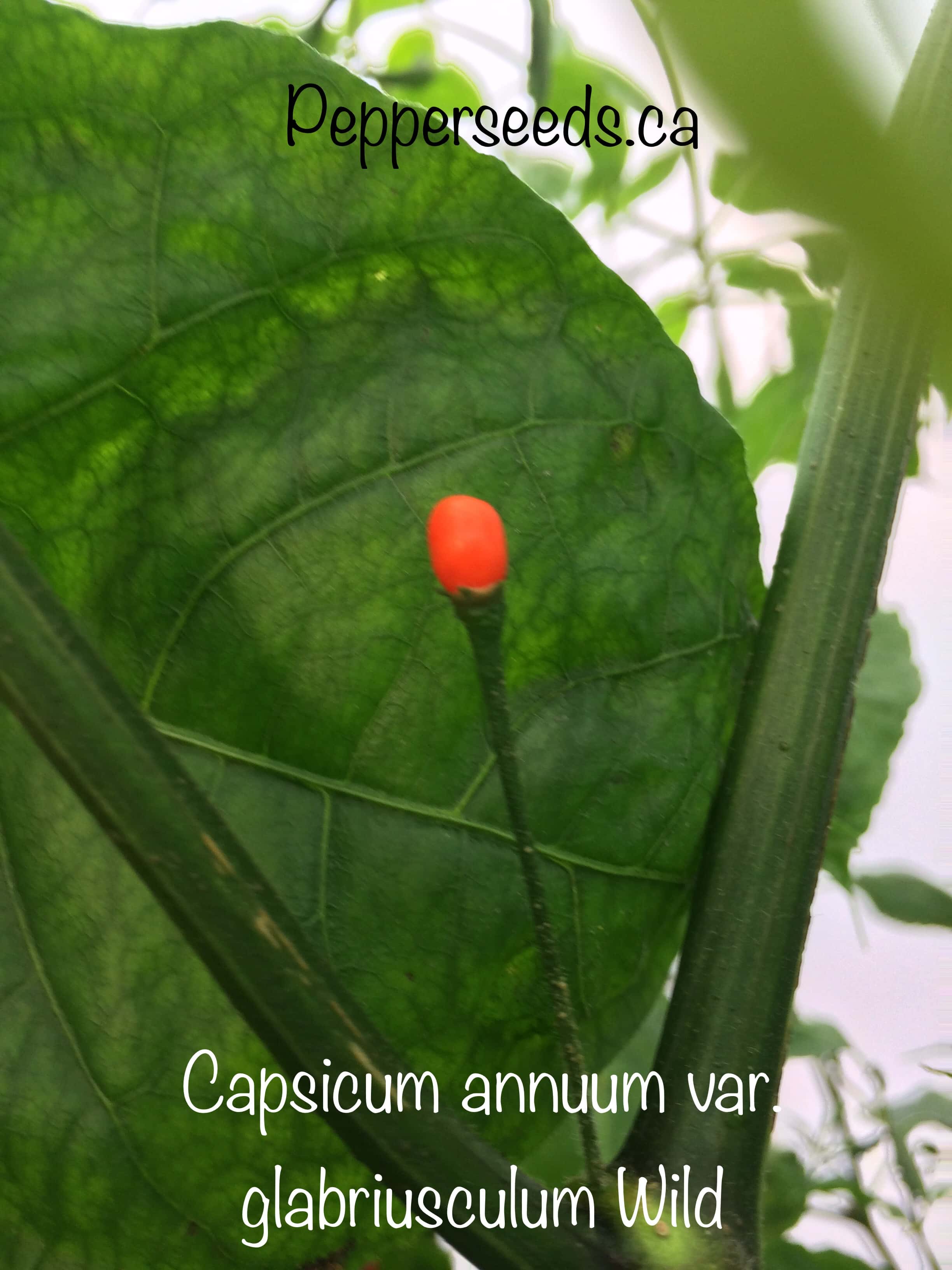 Capsicum annuum var. glabriusculum Wild Short Pepper