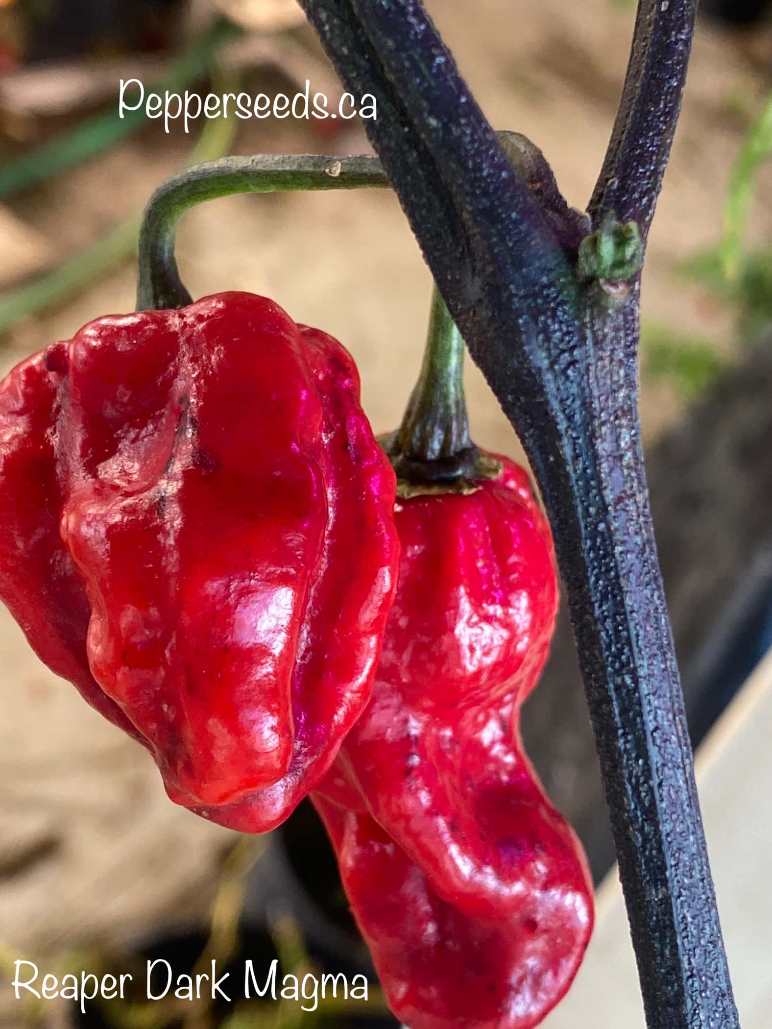 Carolina Reaper Dark Magma