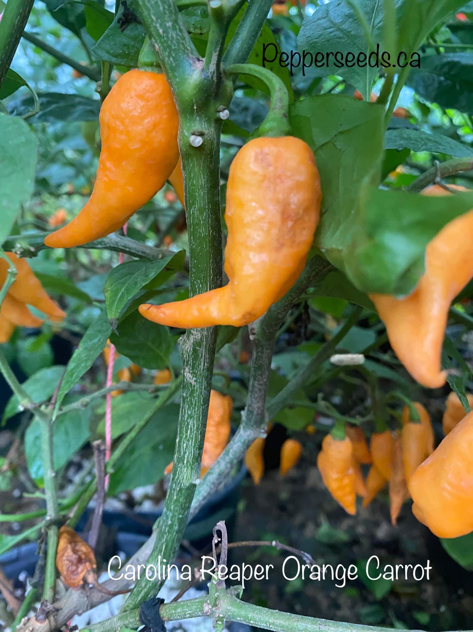 Carolina Reaper Orange Carrot