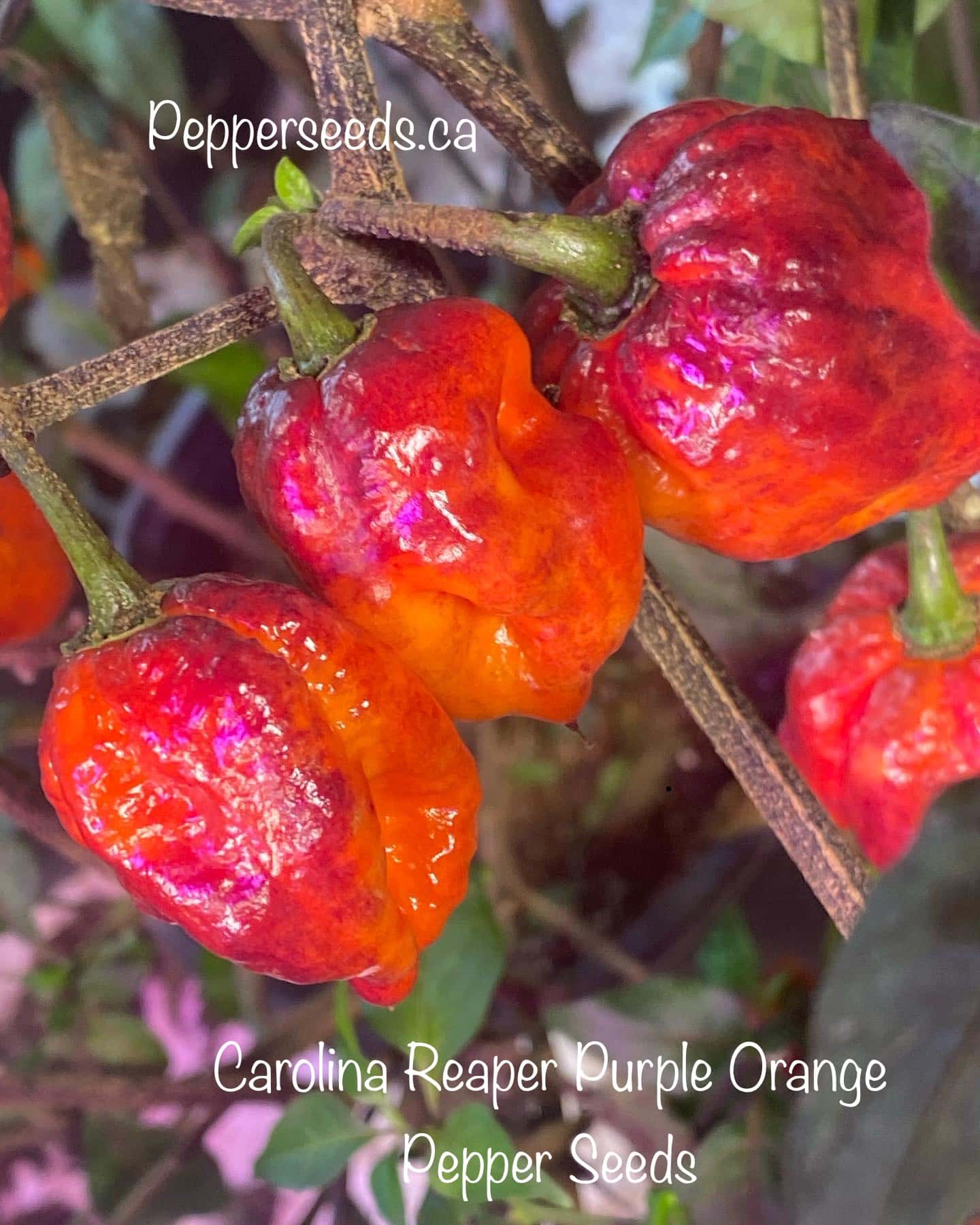 Carolina Reaper Purple Orange