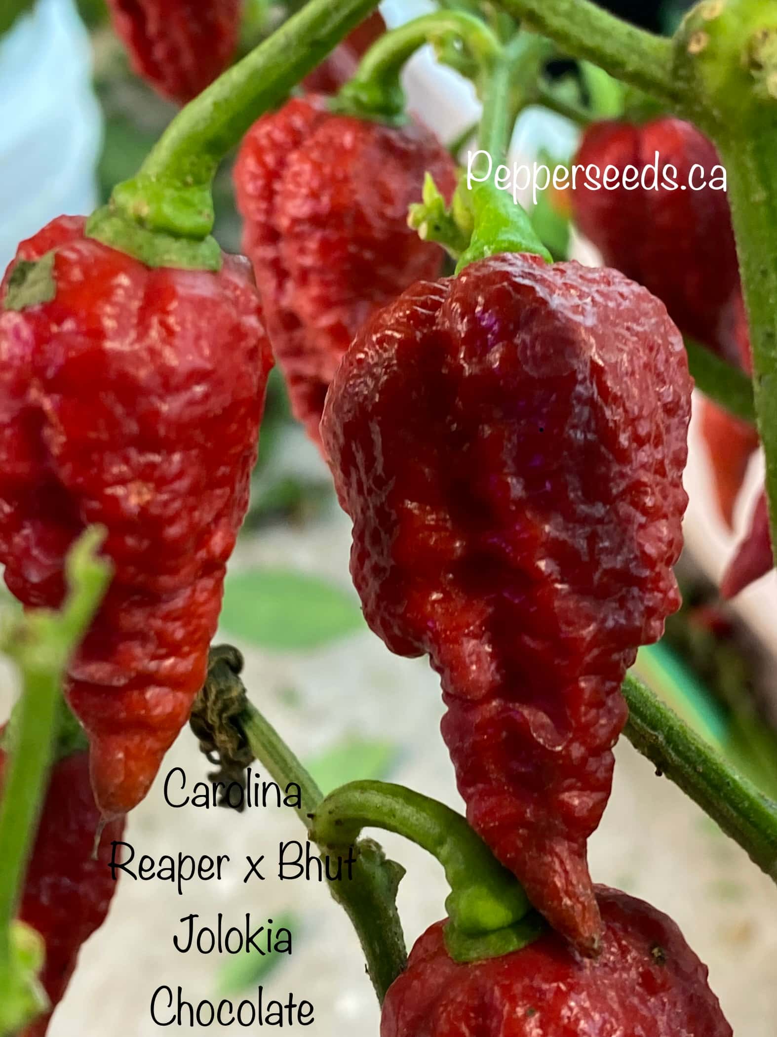 Carolina Reaper x Bhut Jolokia Chocolate