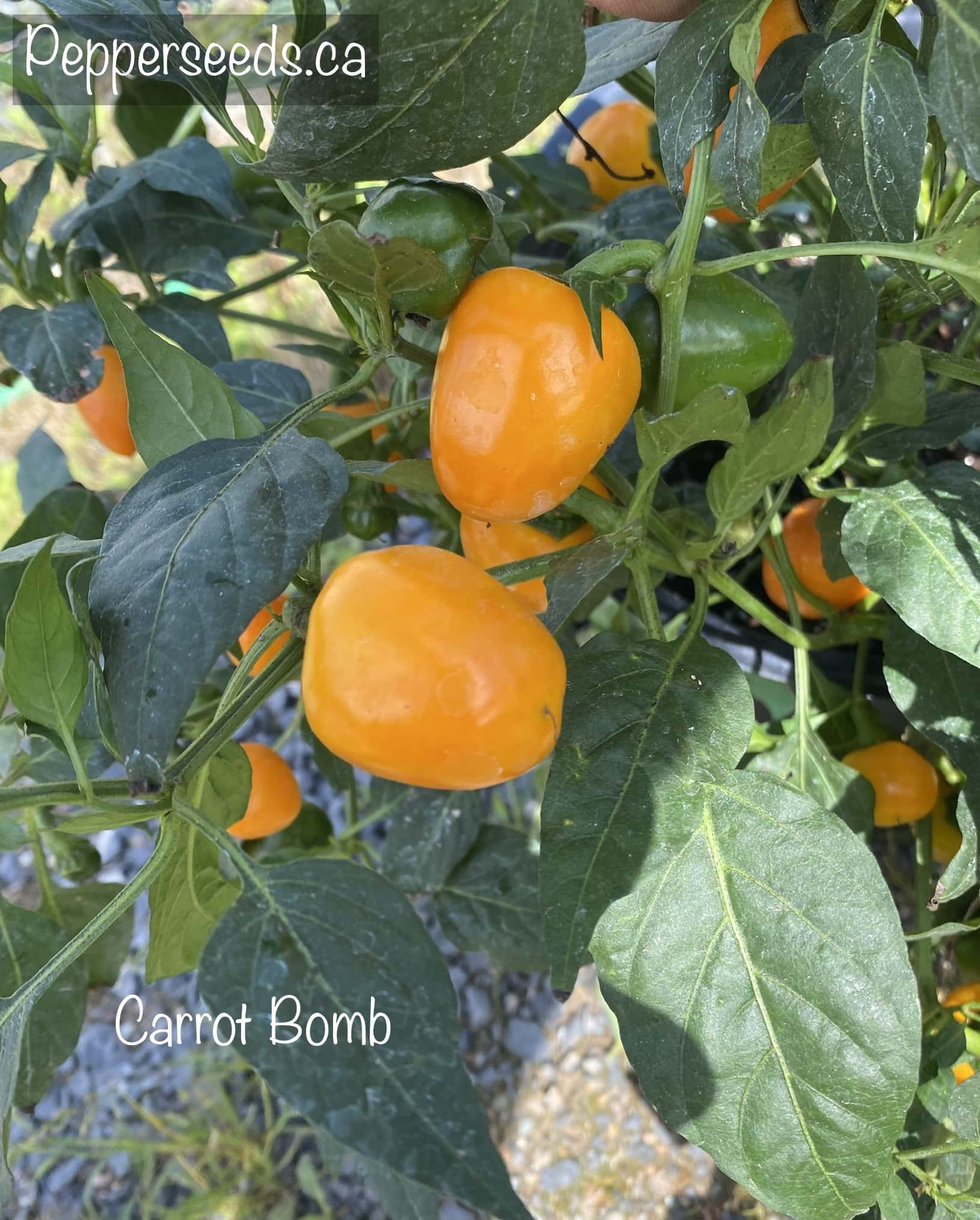 Carrot Bomb