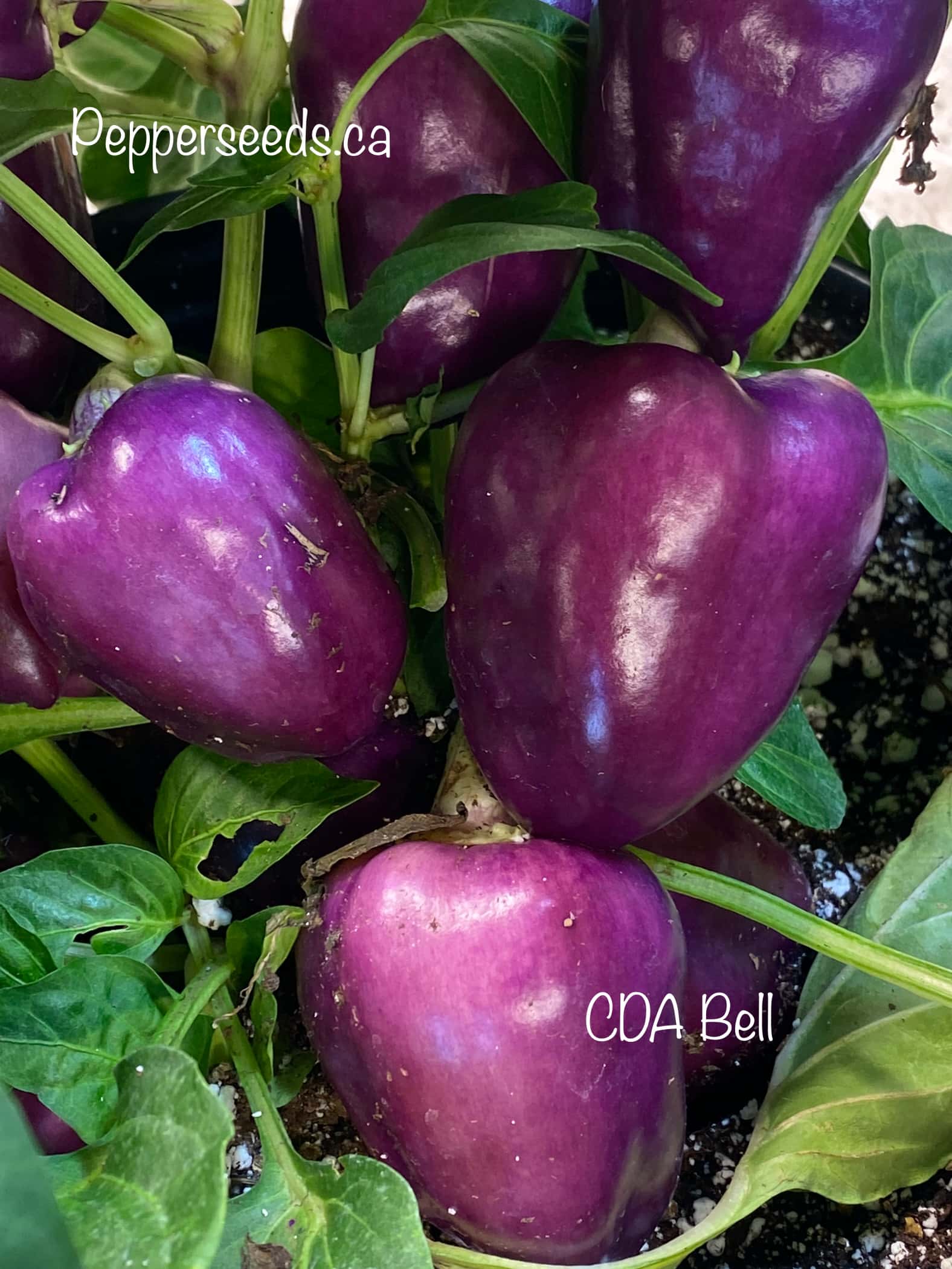 CDA Bell