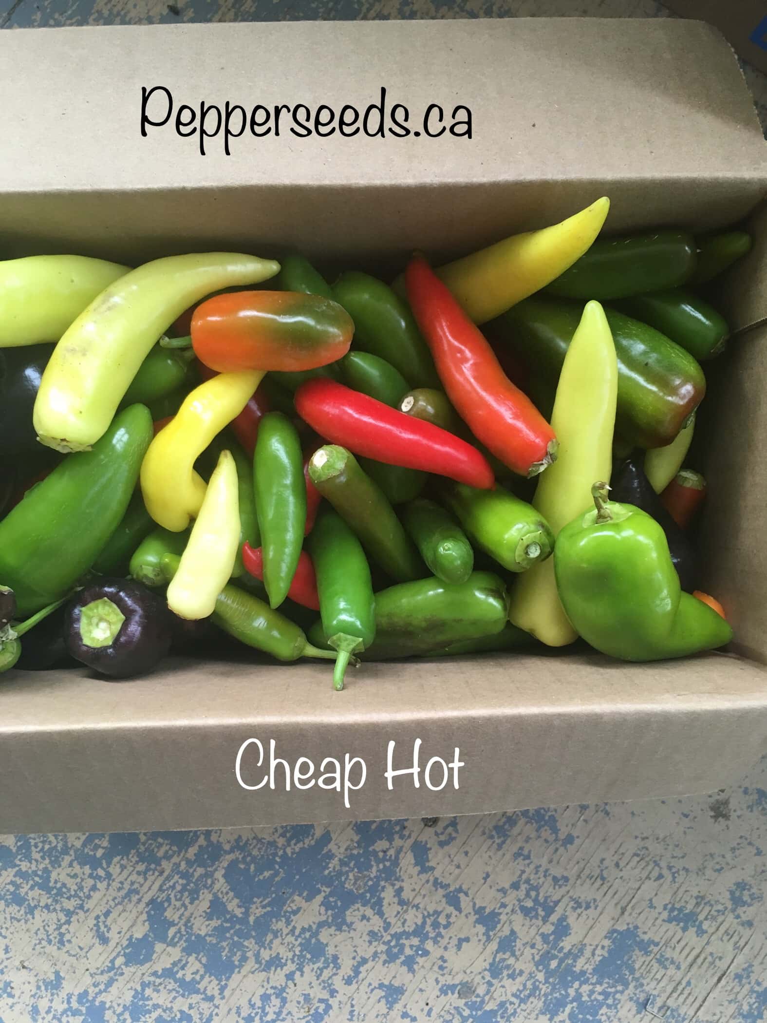 Cheap Hot Annuum