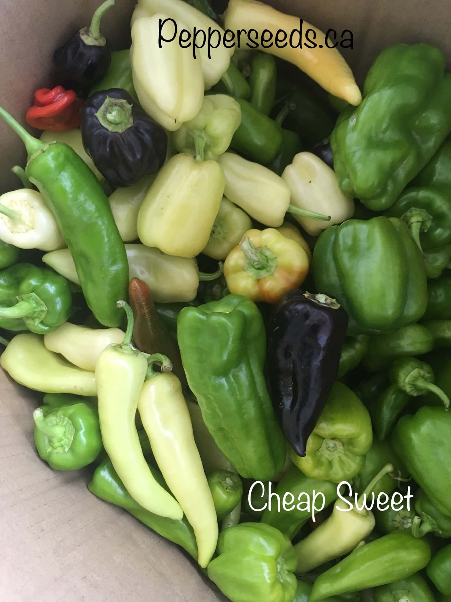 Cheap Sweet Annuum