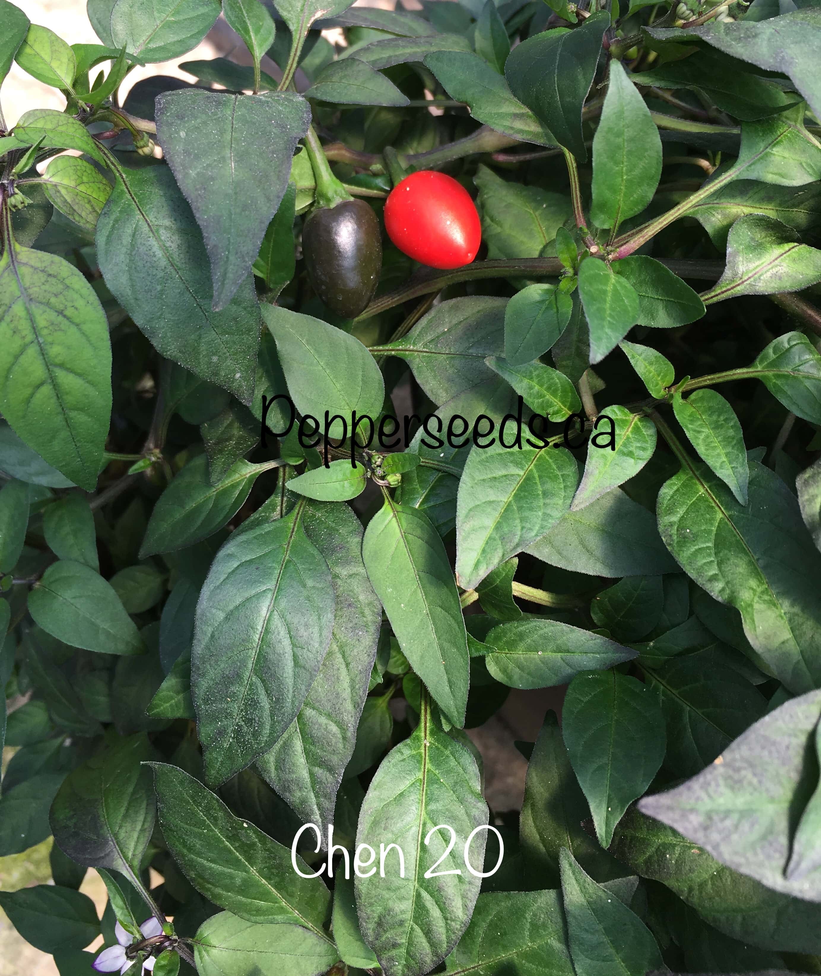 Chen 20