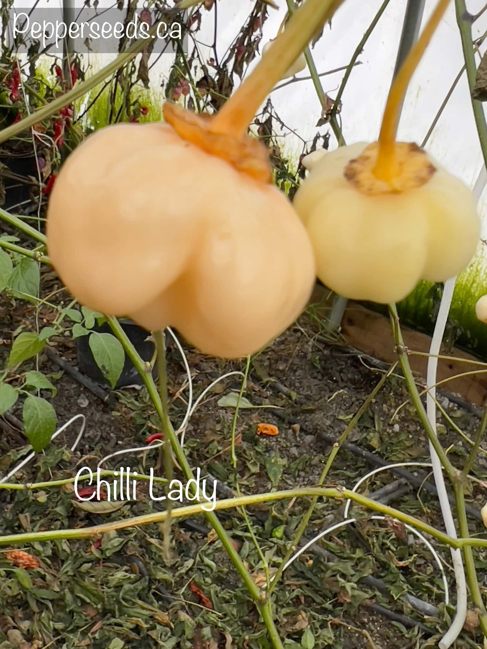 Chilli Lady