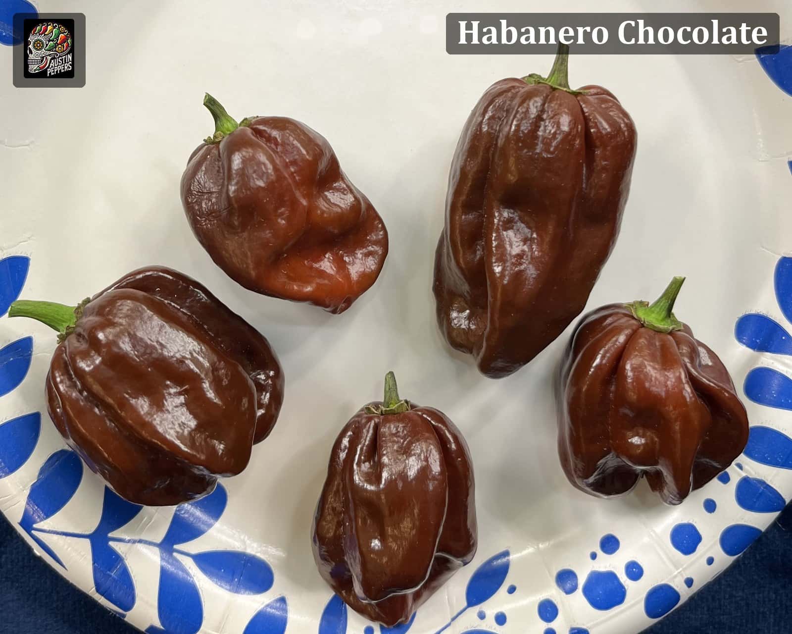 Chocolate Habanero