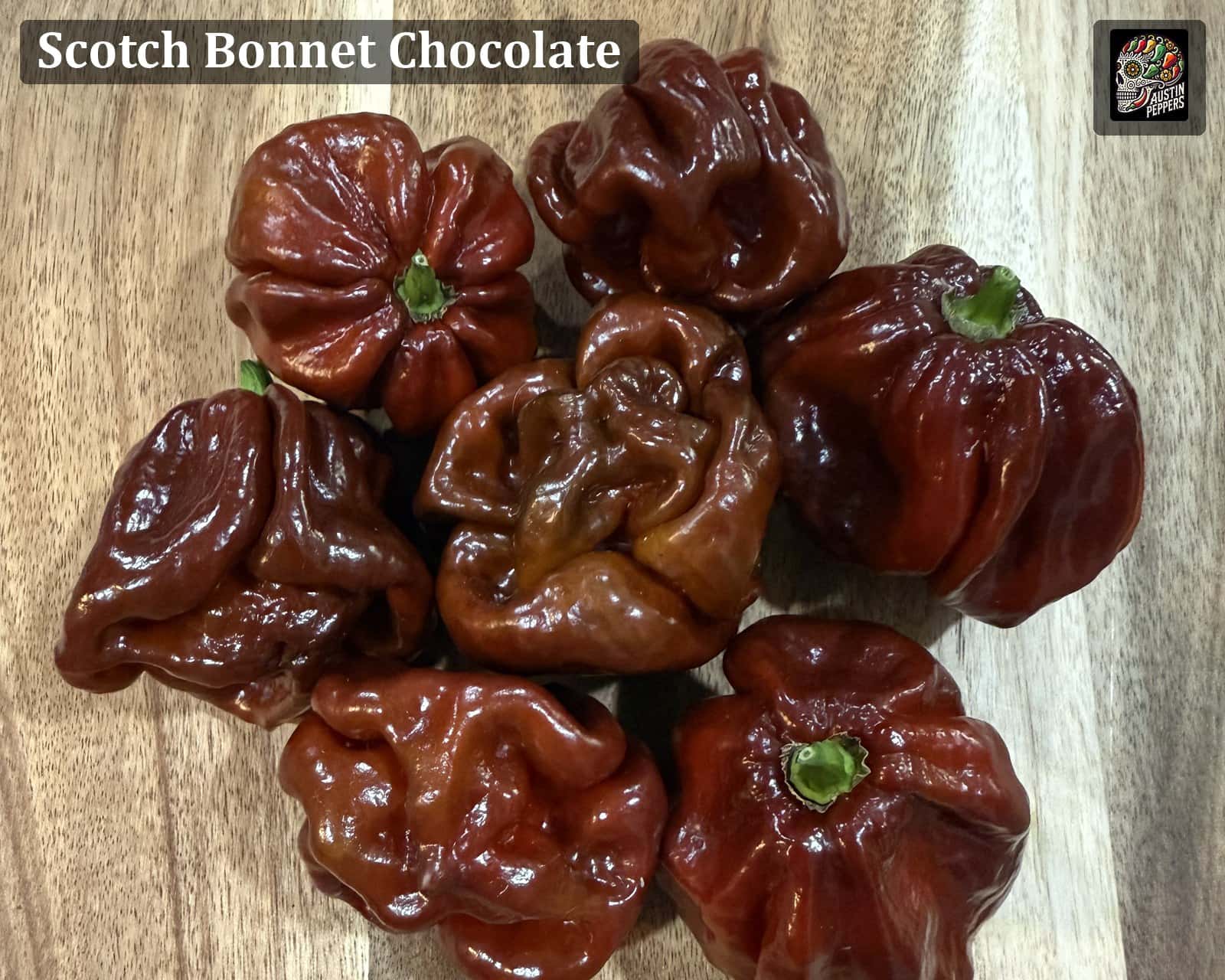 Chocolate Scotch Bonnet