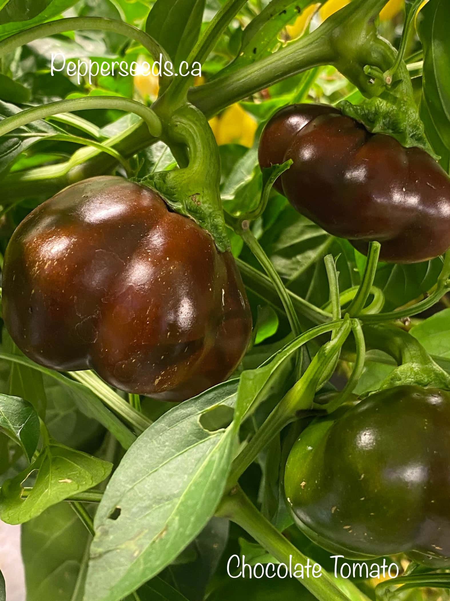 Chocolate Tomato