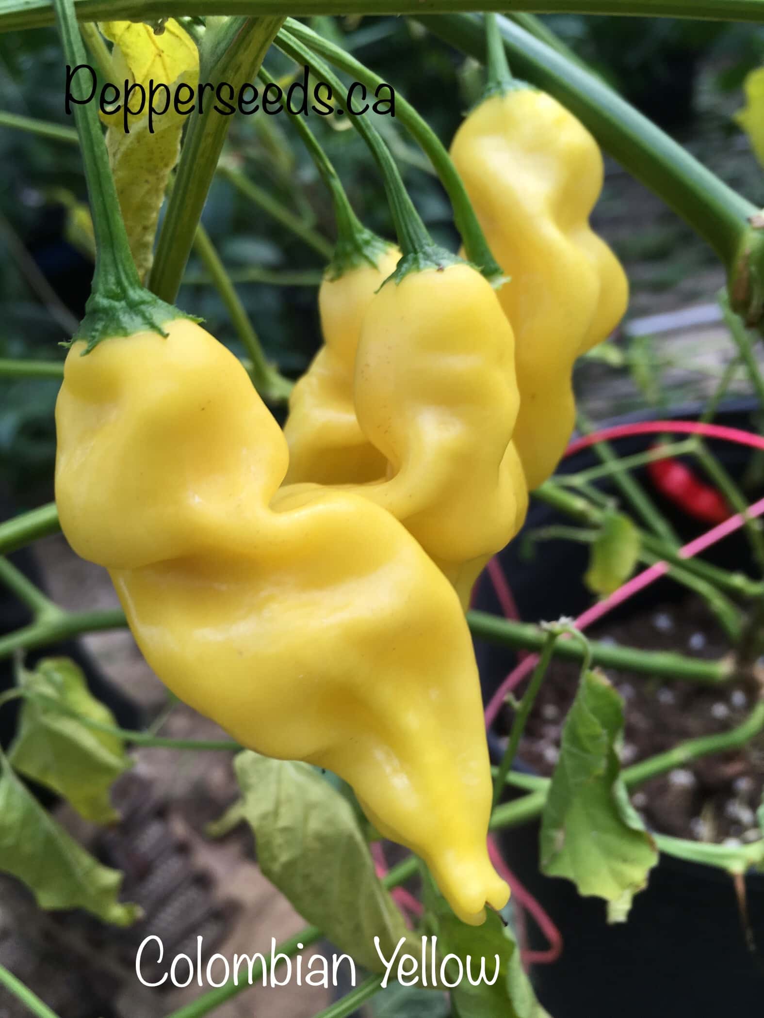 Colombian Aji Yellow