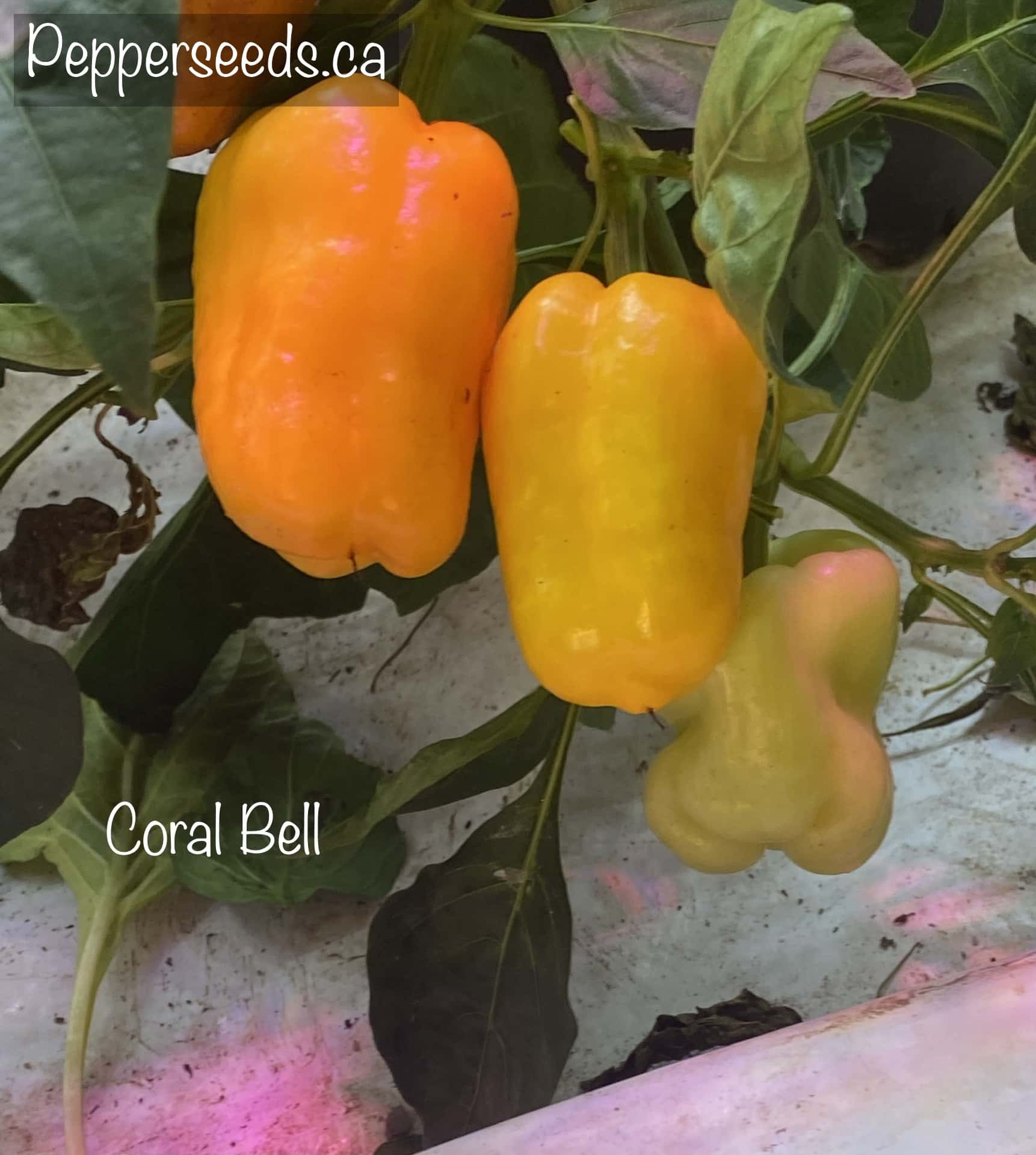 Coral Bell