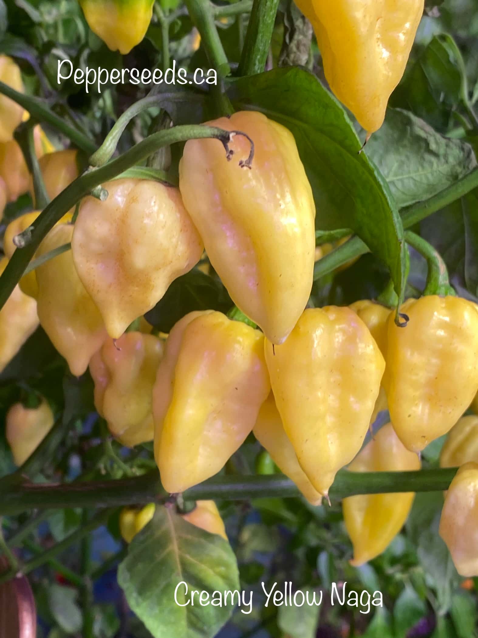 Creamy Yellow Naga