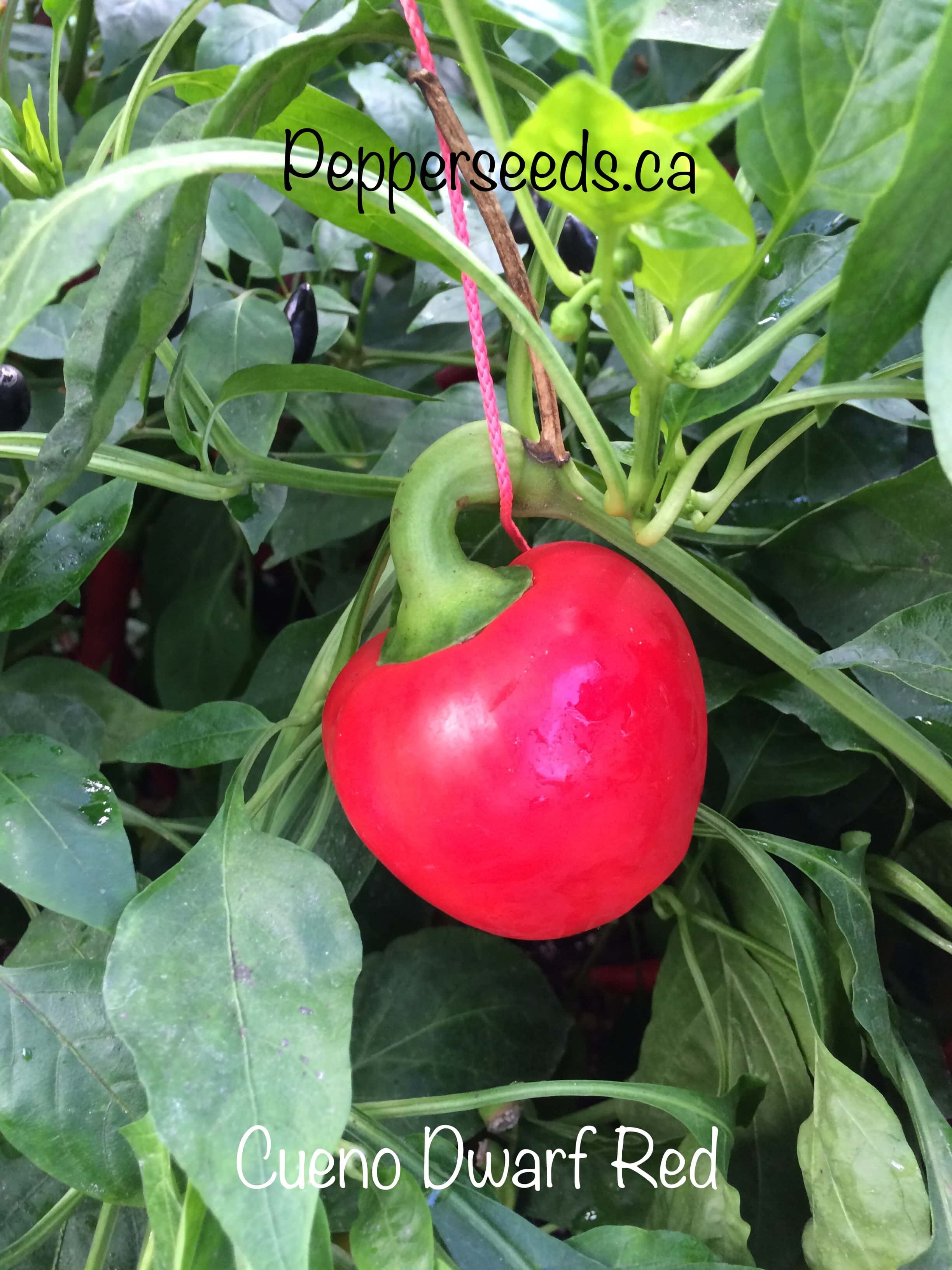 Cueno Dwarf Red