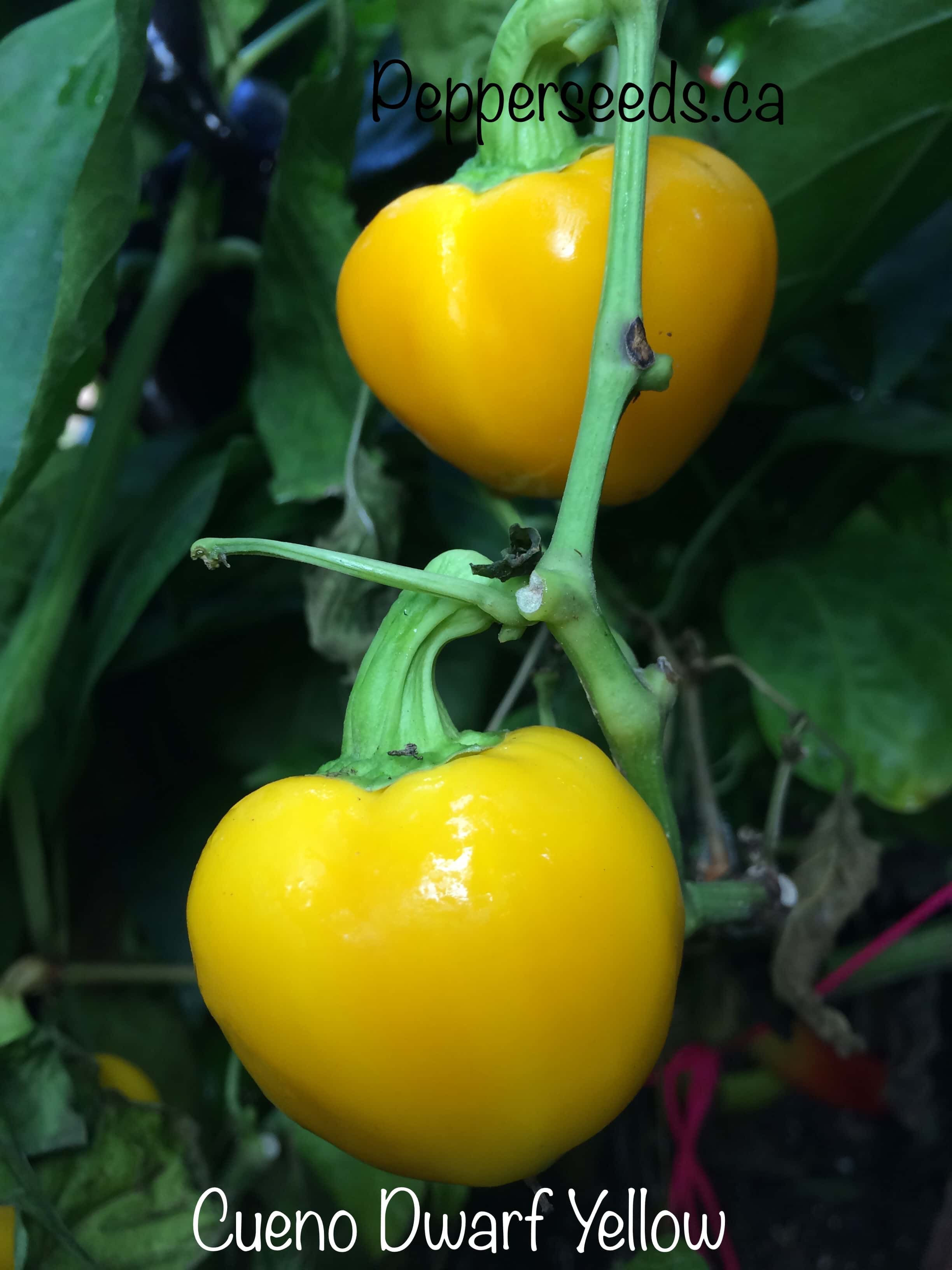 Cueno Dwarf Yellow