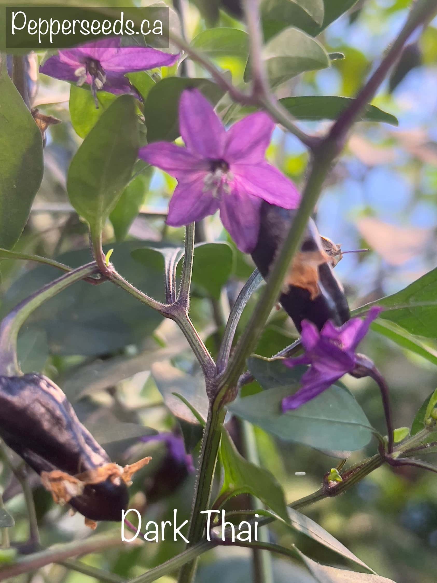 Dark Thai