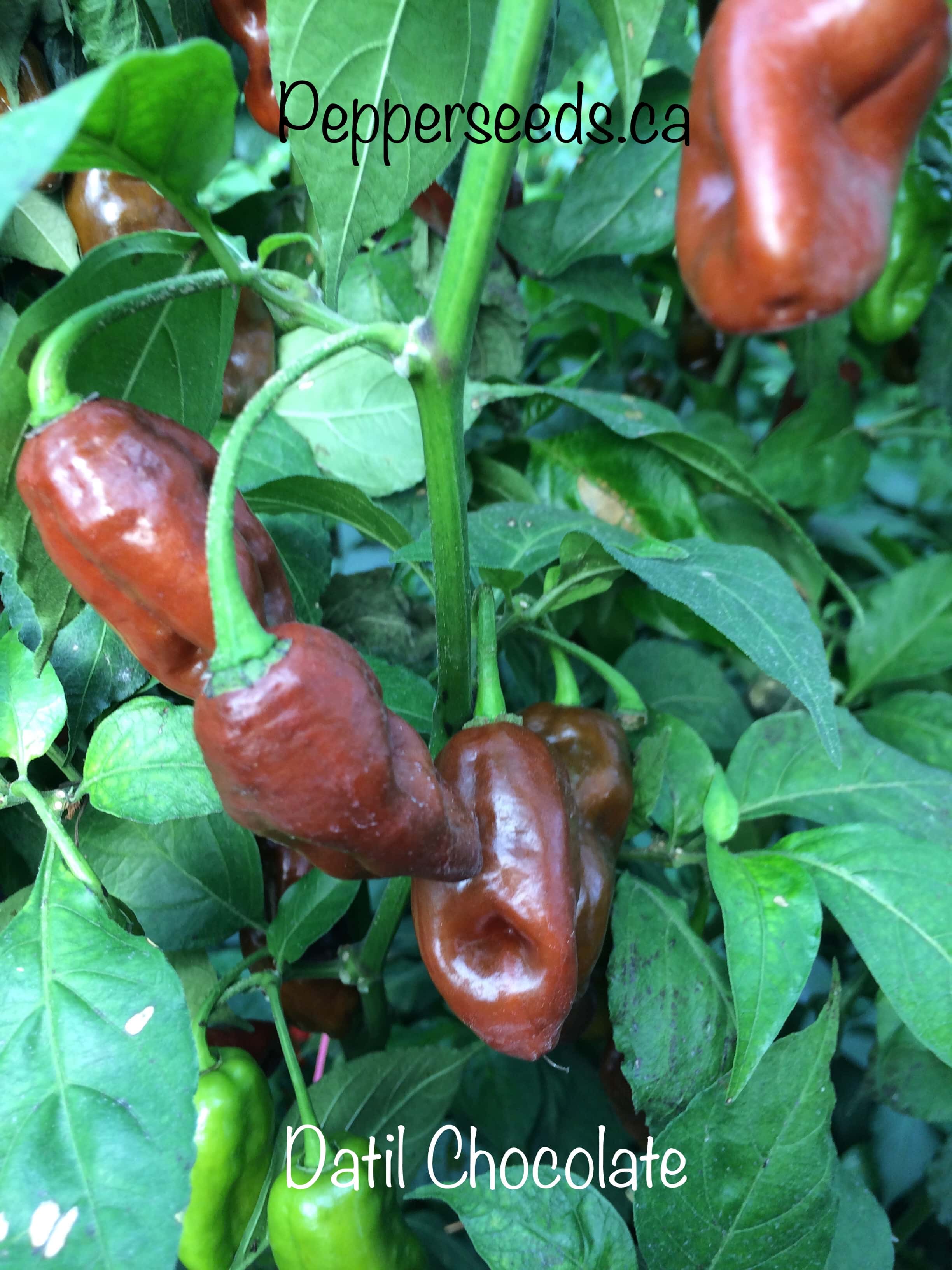 Datil Chocolate