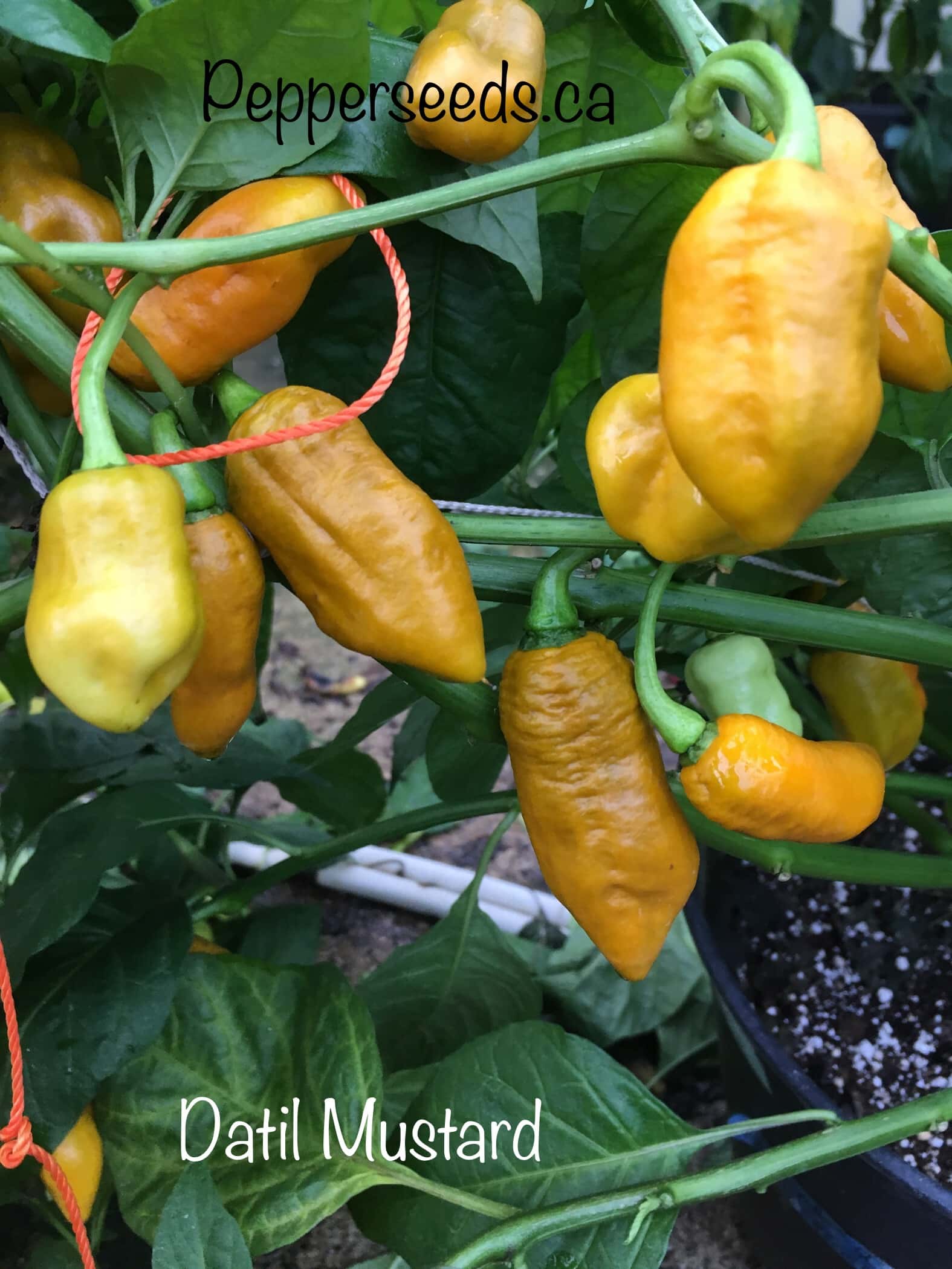 Datil Mustard
