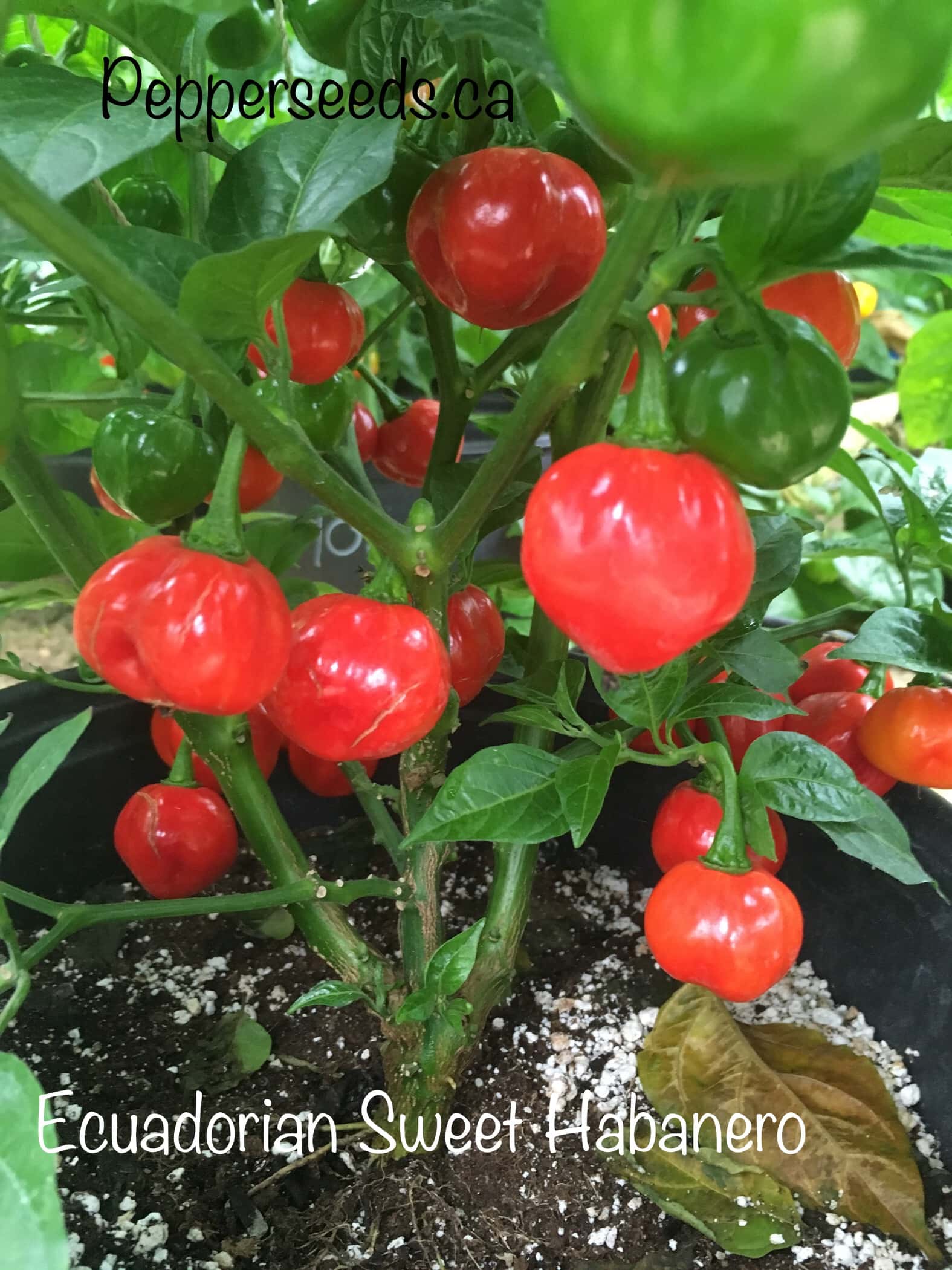 Ecuadorian Sweet Habanero
