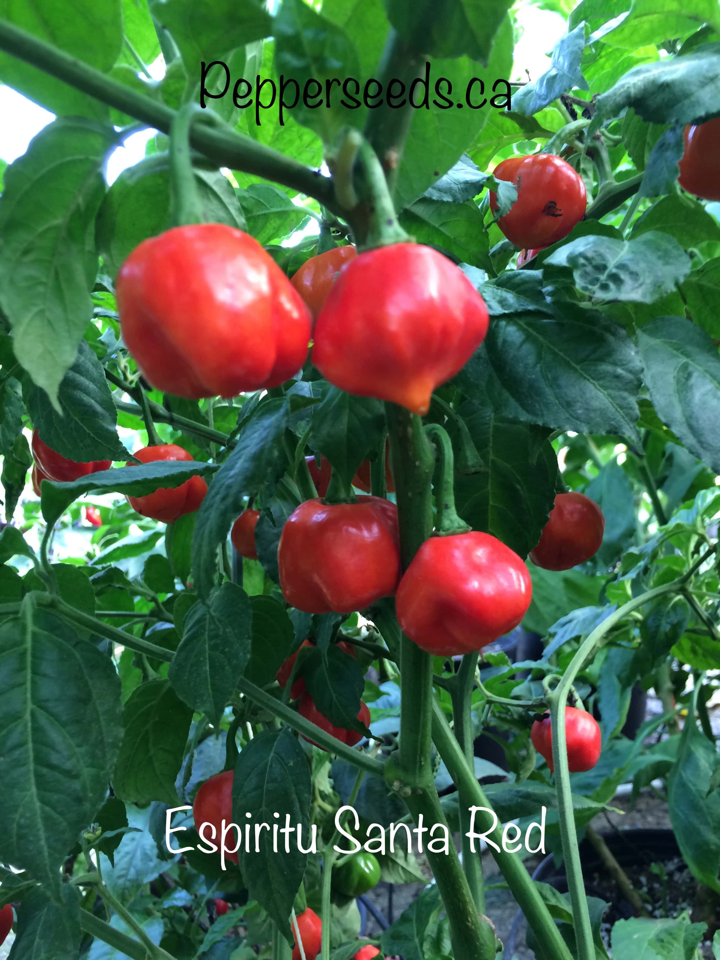Espiritu Santa Red