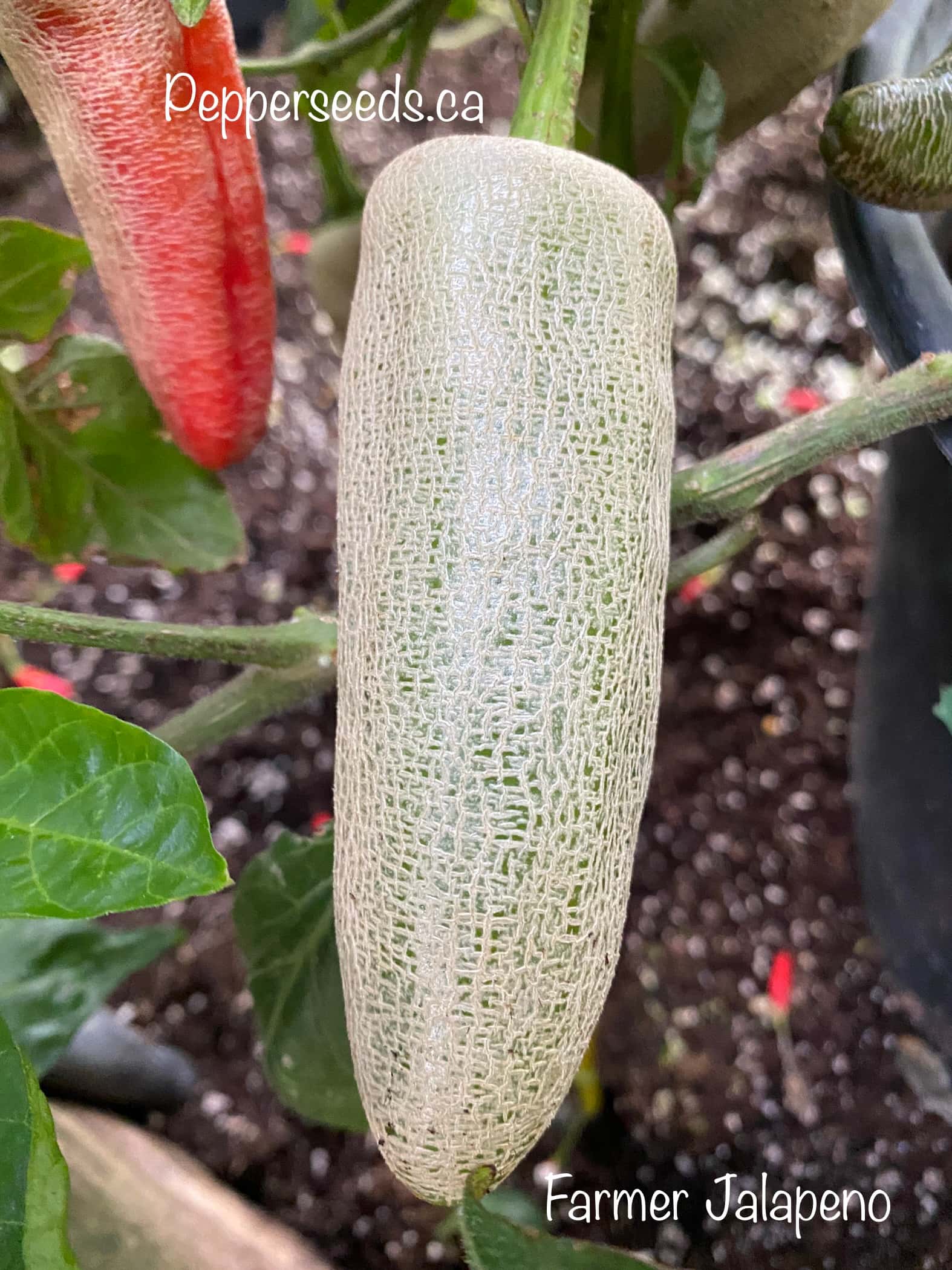 Farmer Jalapeno