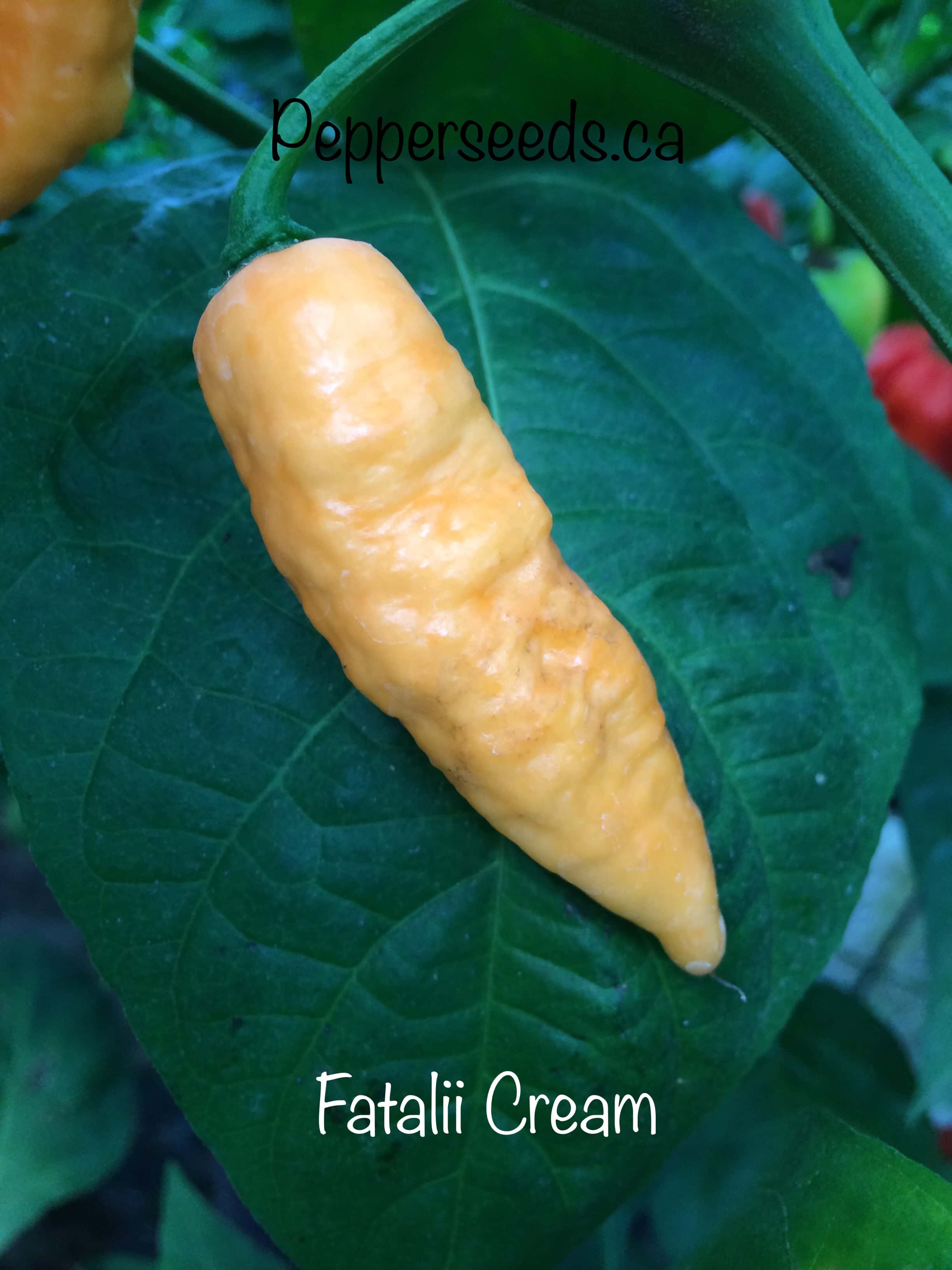 Fatalii Cream
