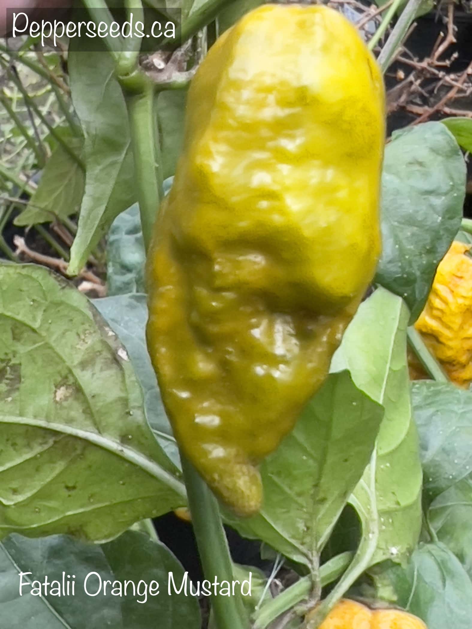 Fatalii Orange Mustard
