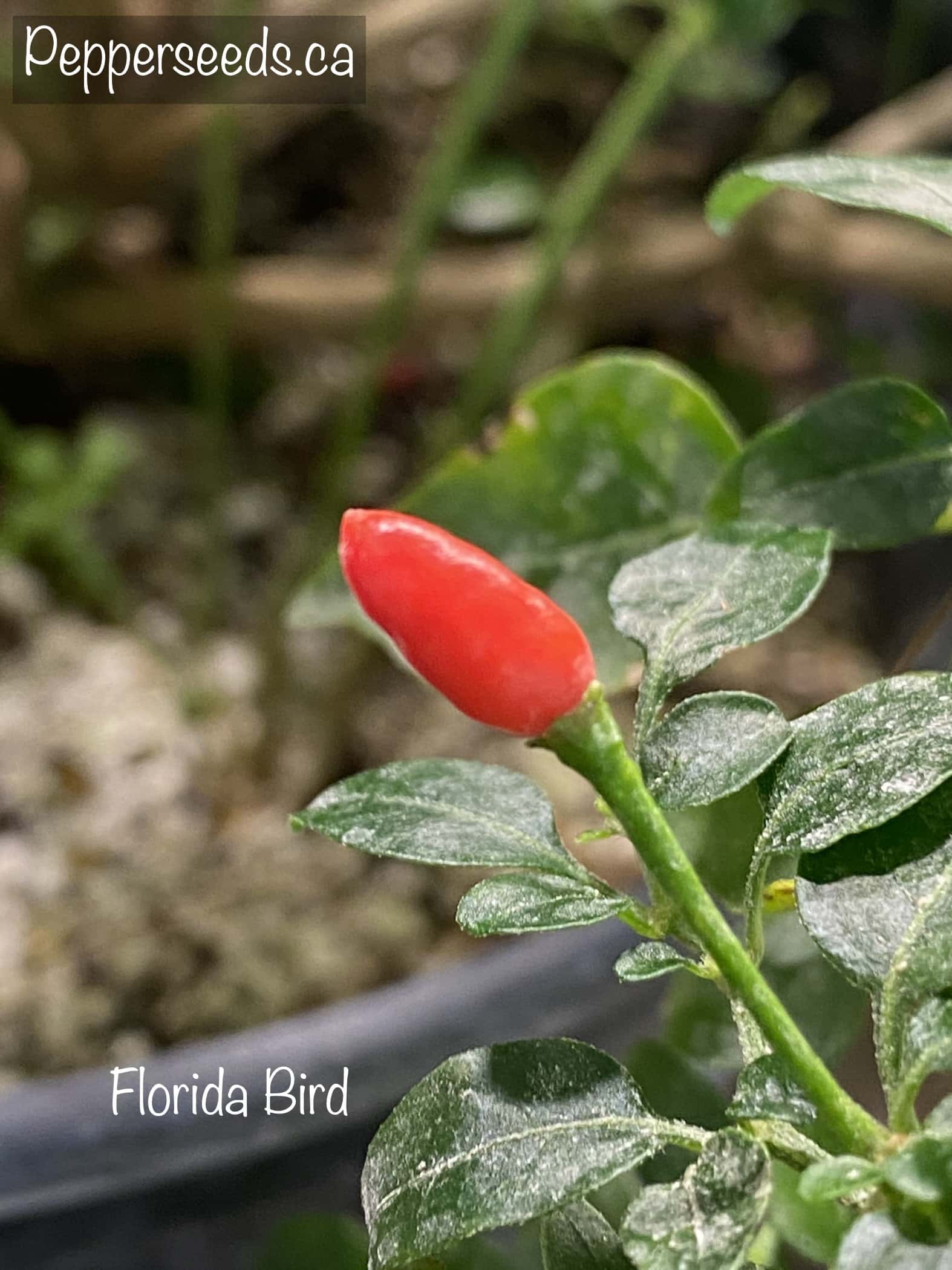 Florida Bird