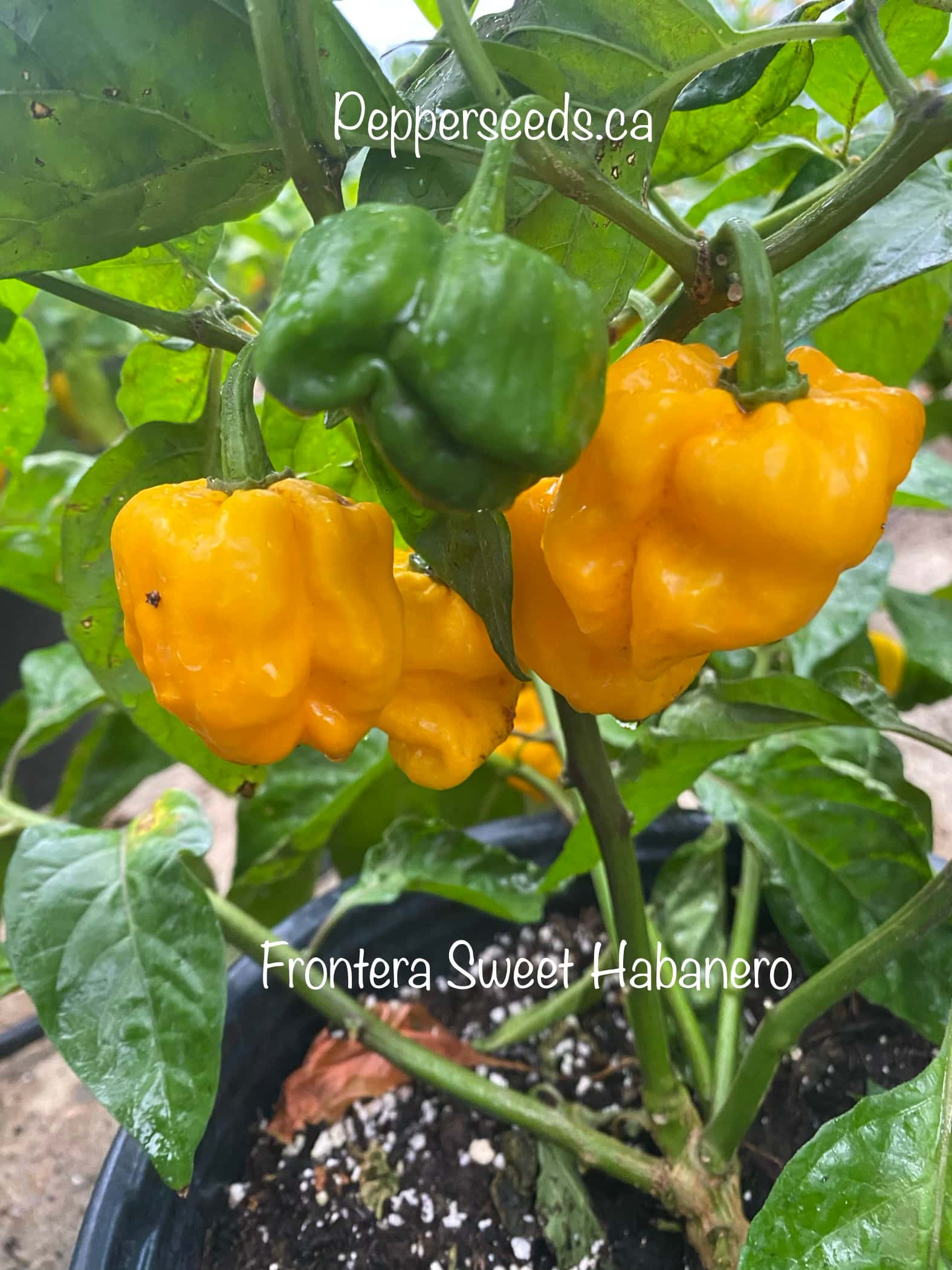 Frontera Sweet Habanero