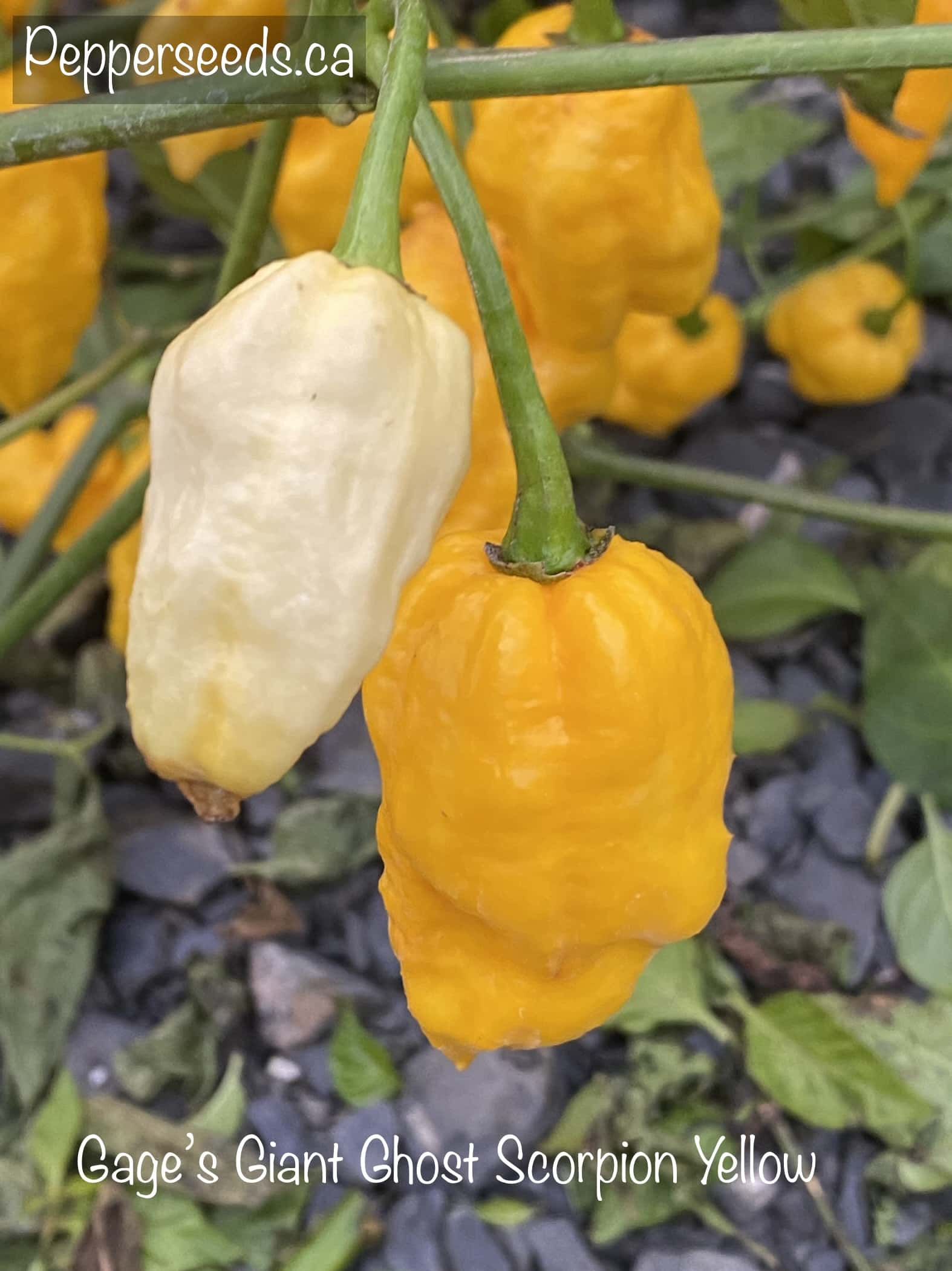 Gage’s Giant Ghost Scorpion Yellow