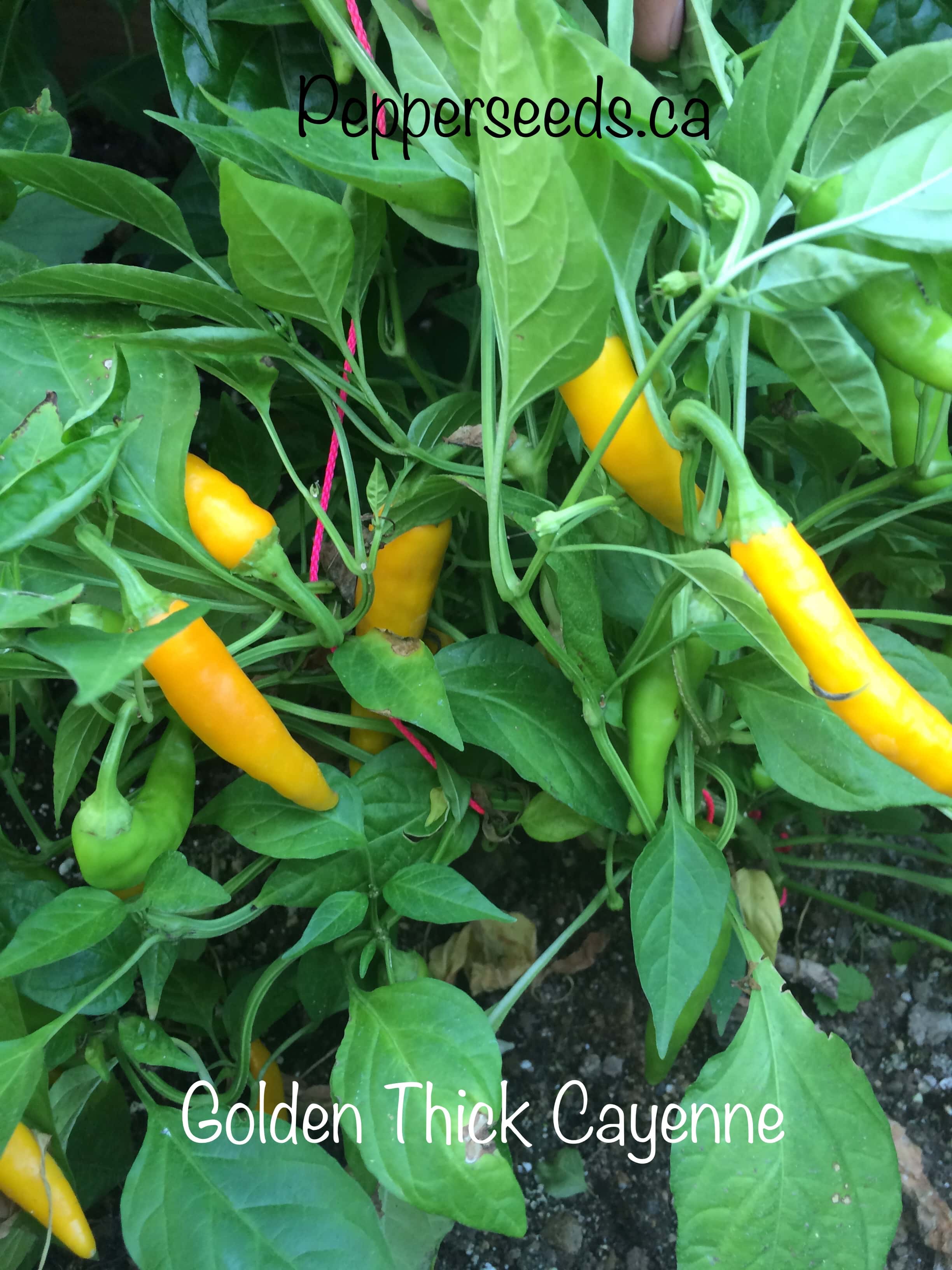 Golden Thick Cayenne