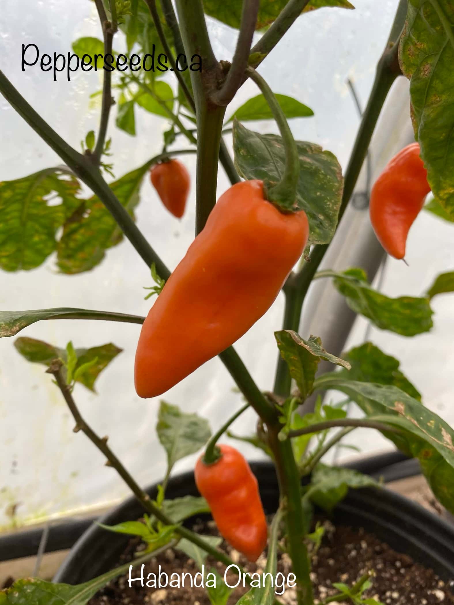 Habanda Orange