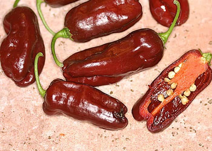 Black Habanero
