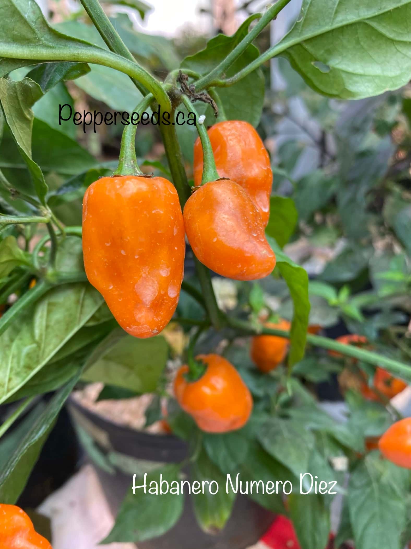 Habanero Numero Diez