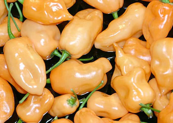 Peach Habanero