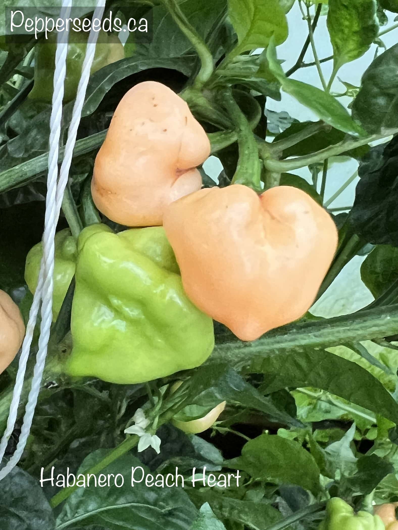 Habanero Peach Heart