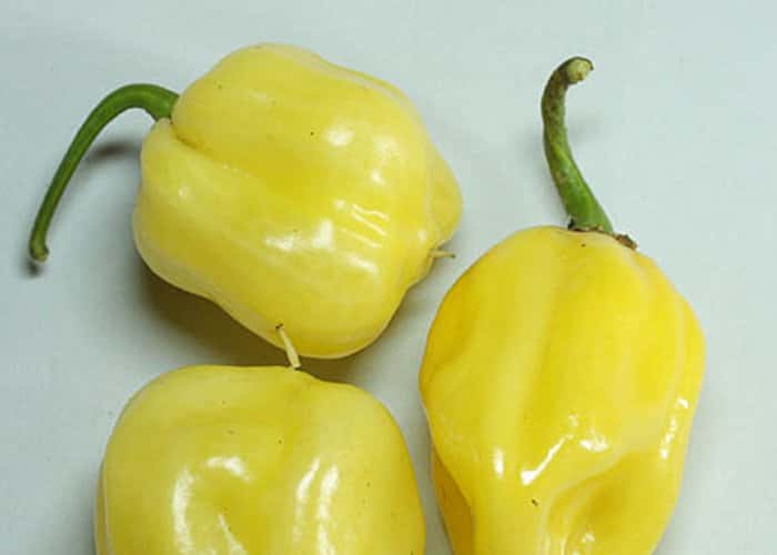 White Habanero