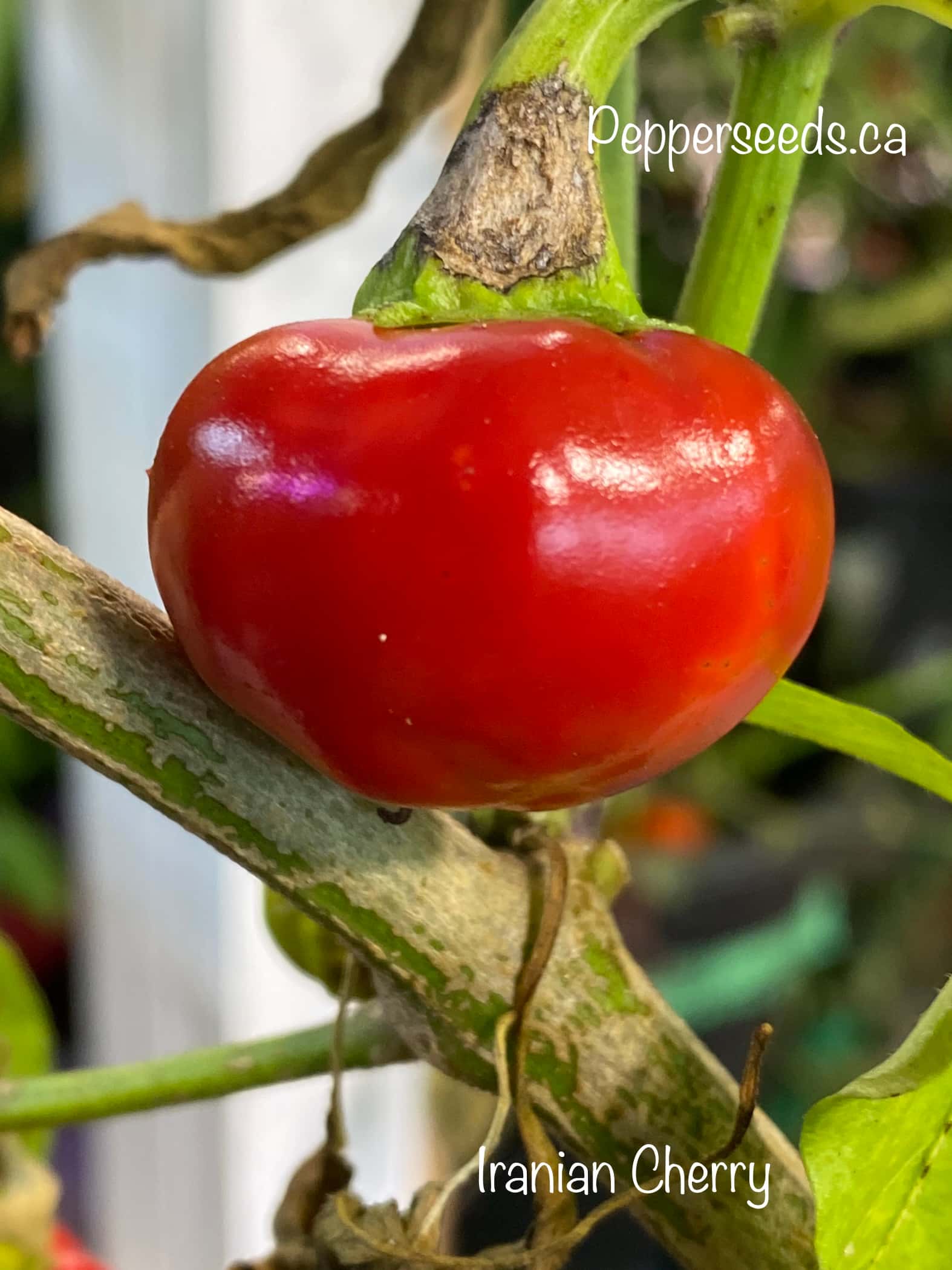Iranian Cherry