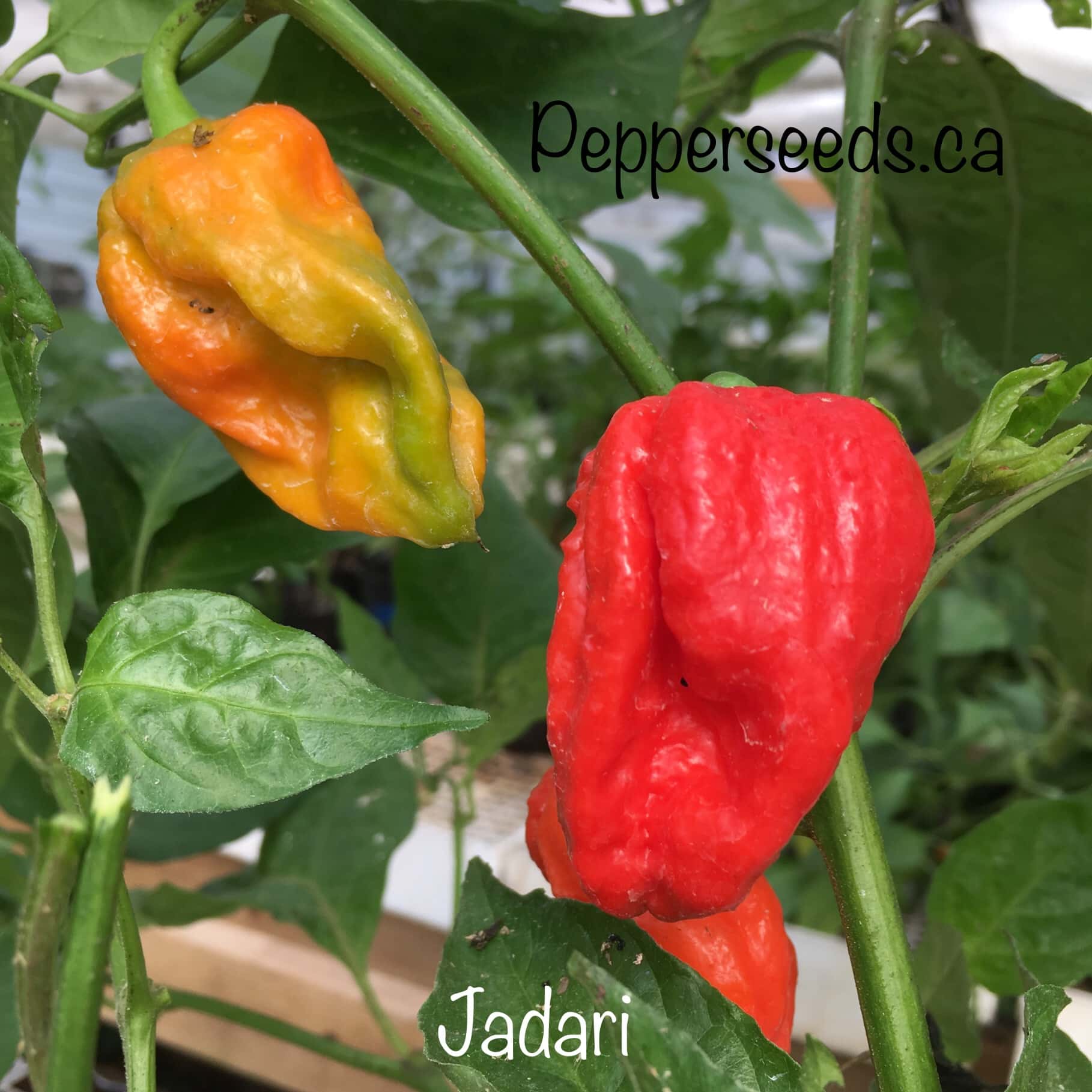 Jadari
