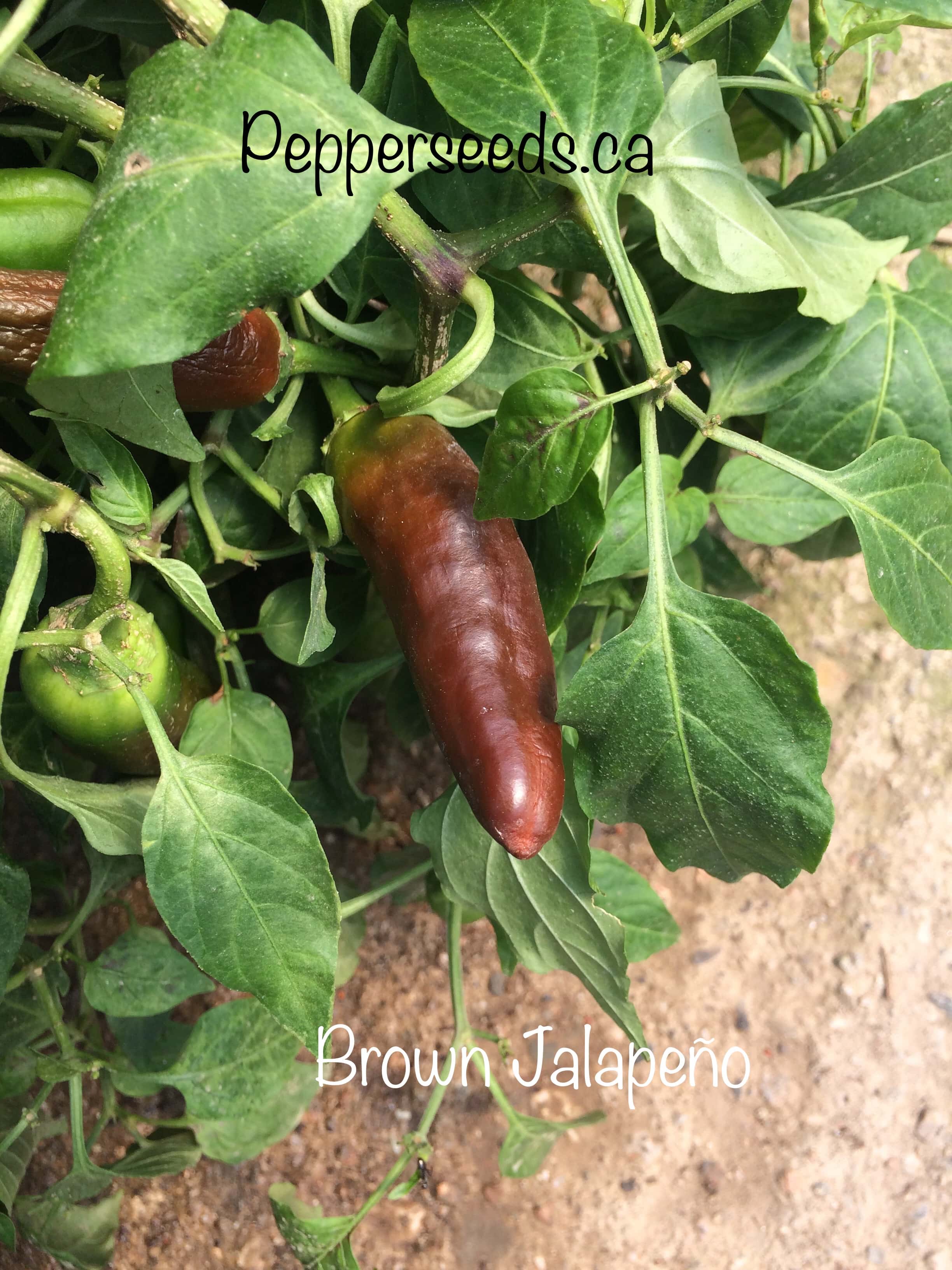 Brown Jalapeño