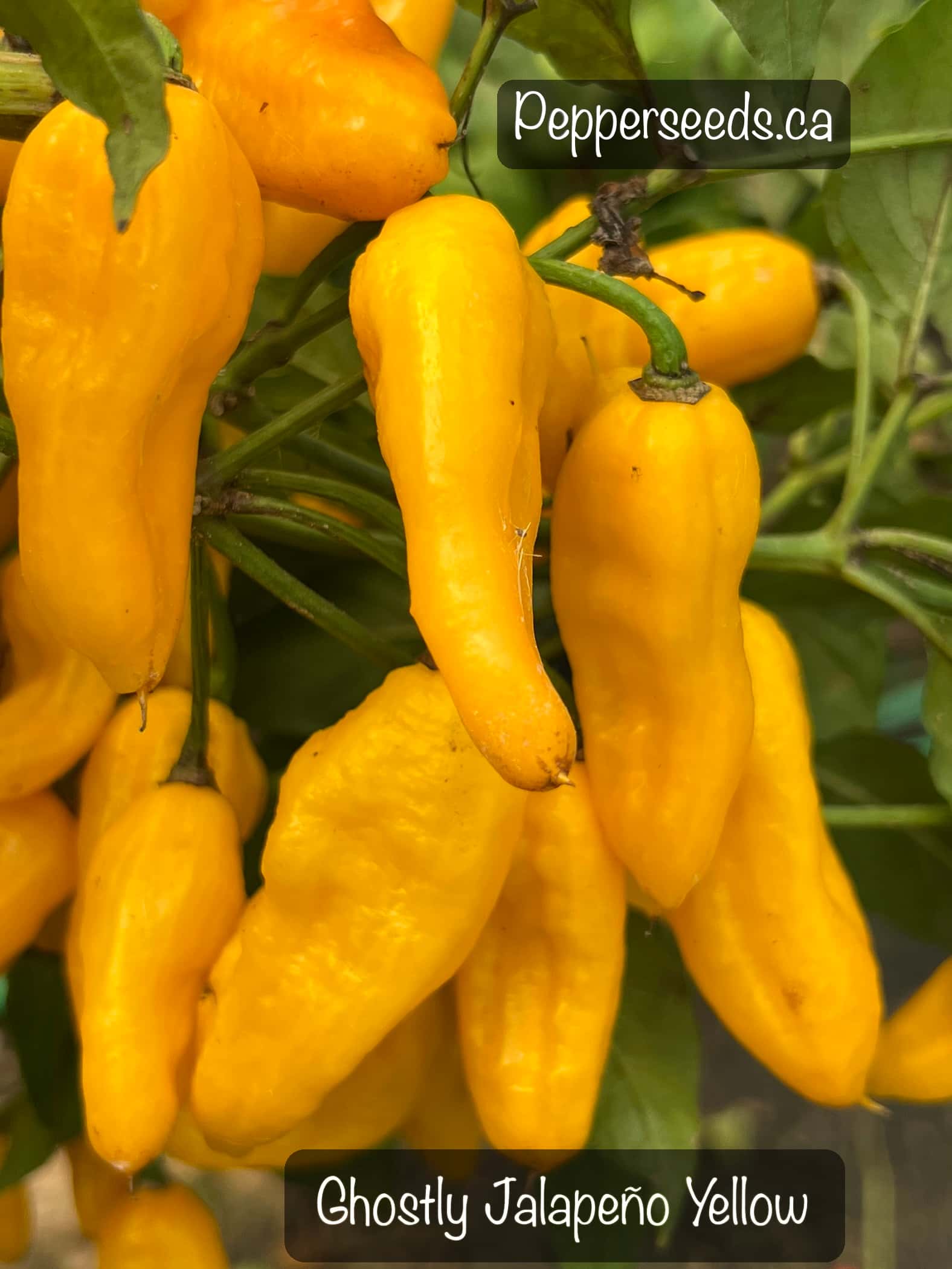 Jalapeño × Bhut Jolokia