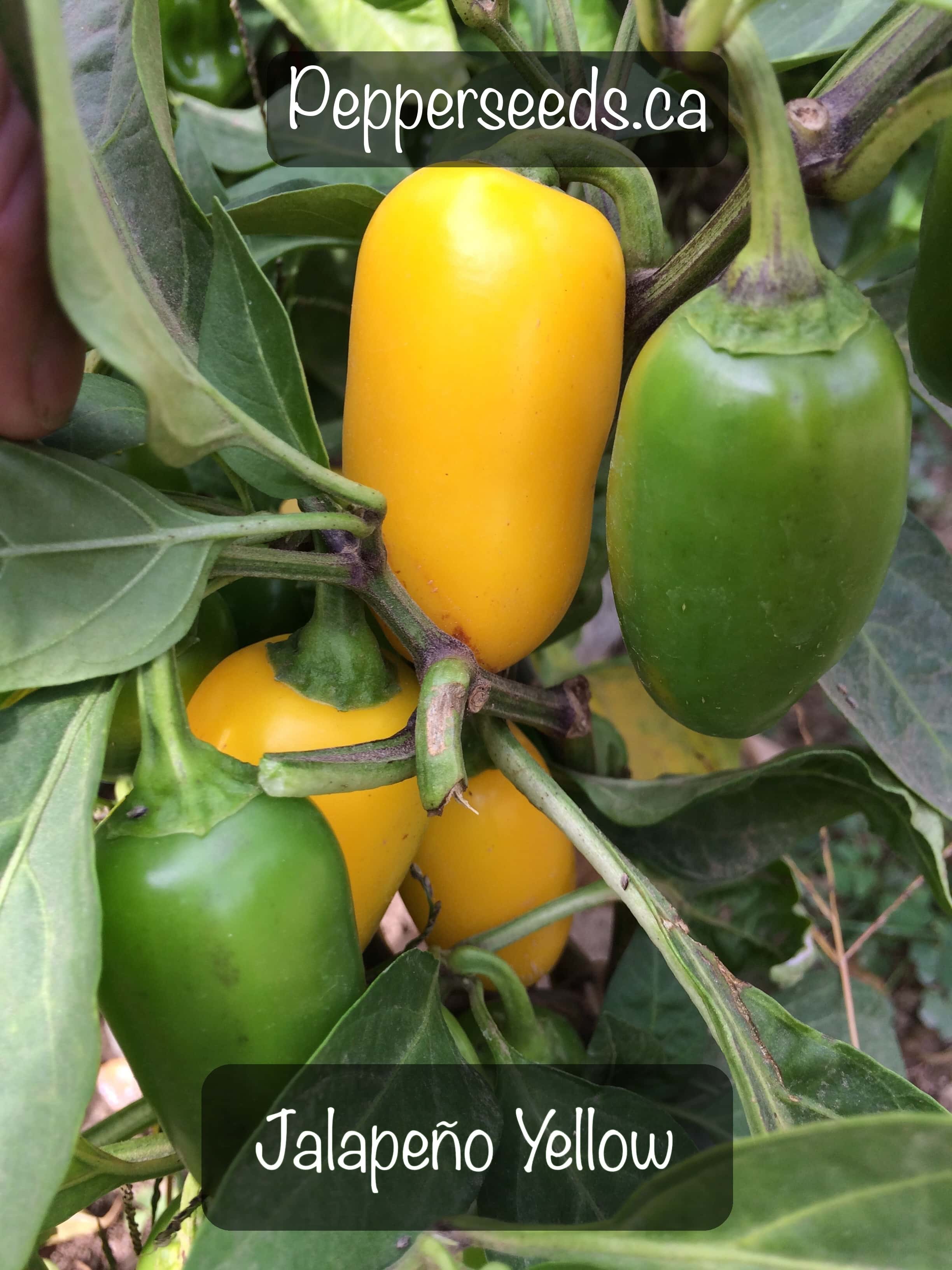 Yellow Jalapeño