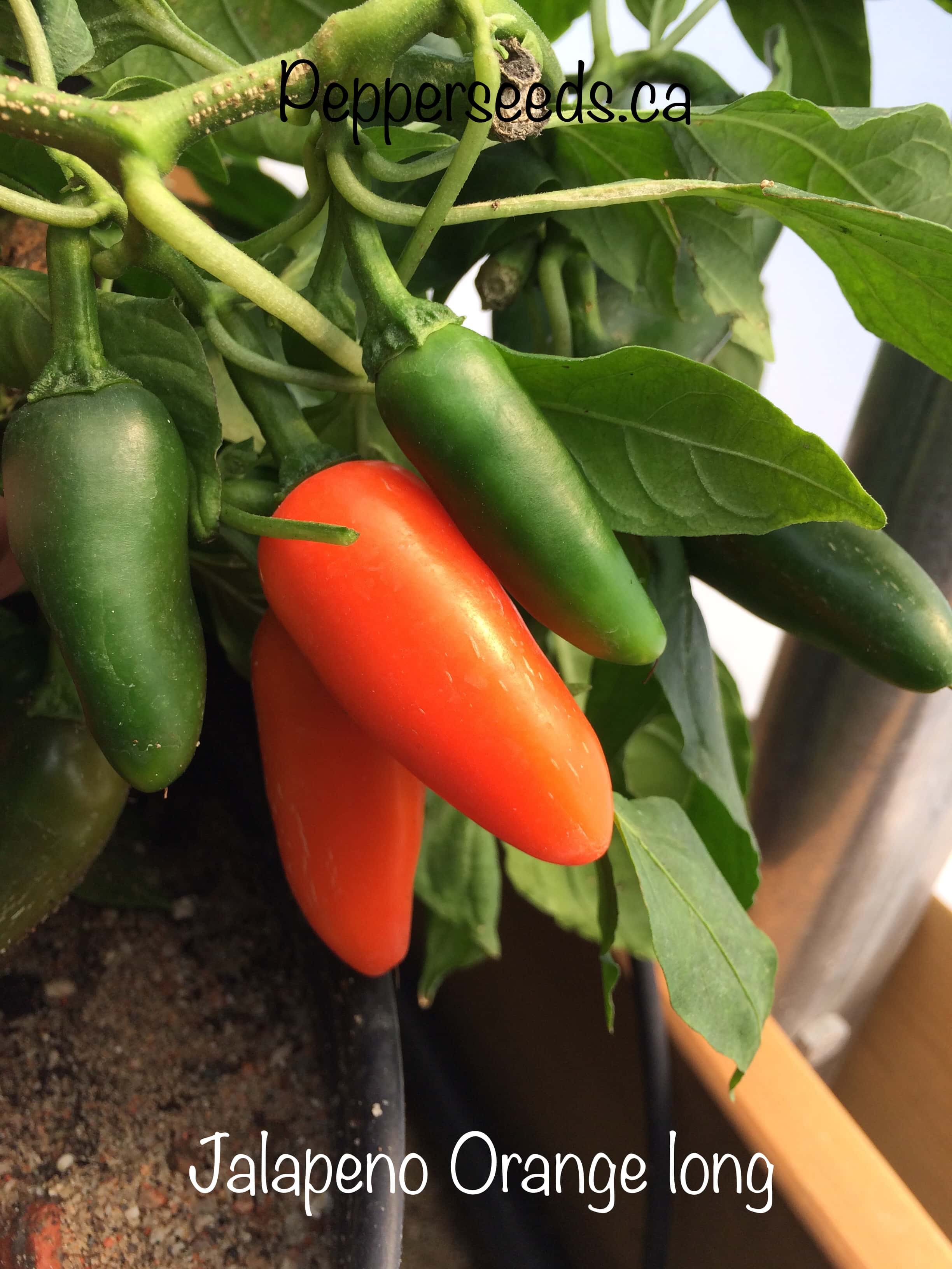 Jalapeno Orange long