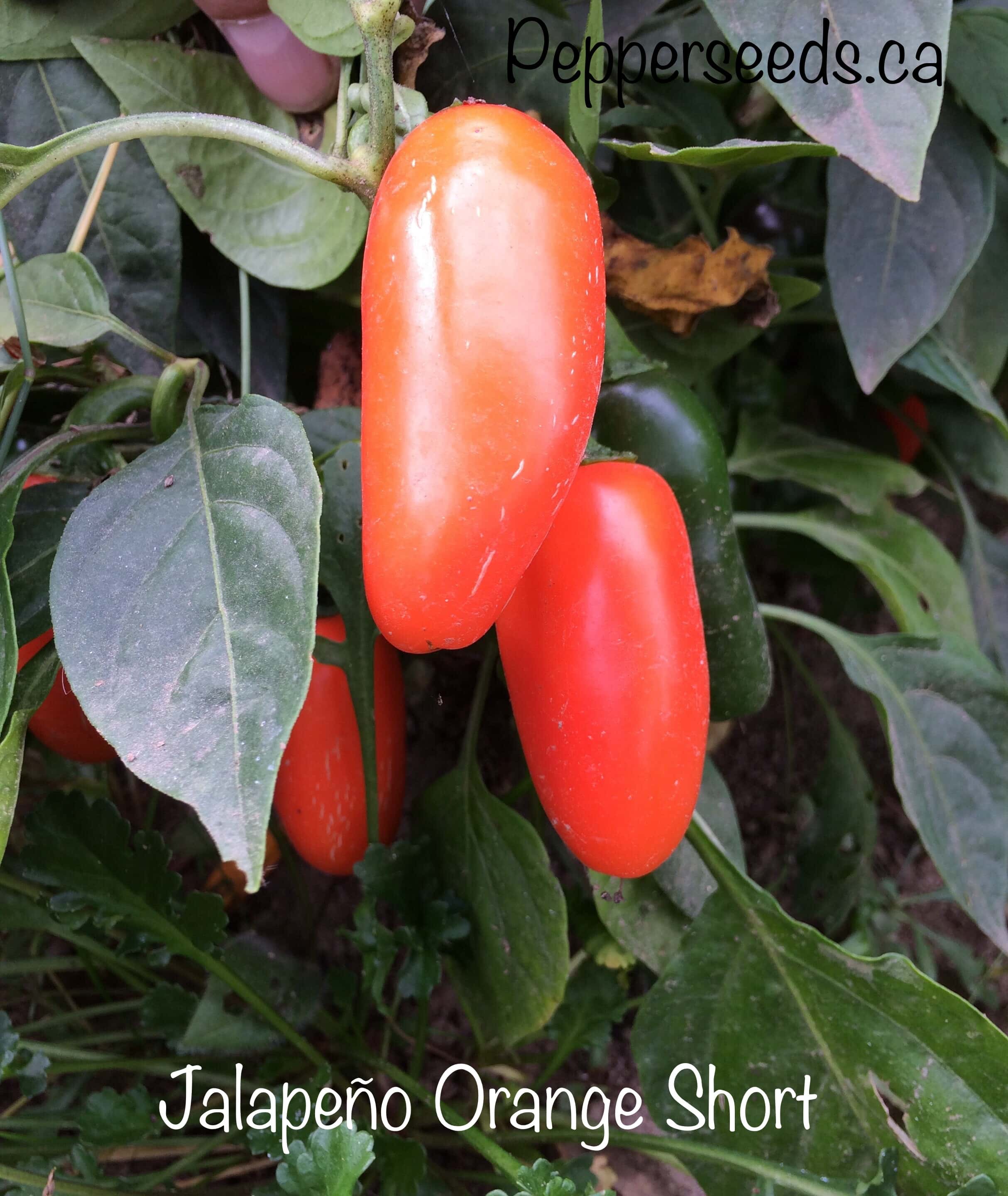 Jalapeño Orange Short