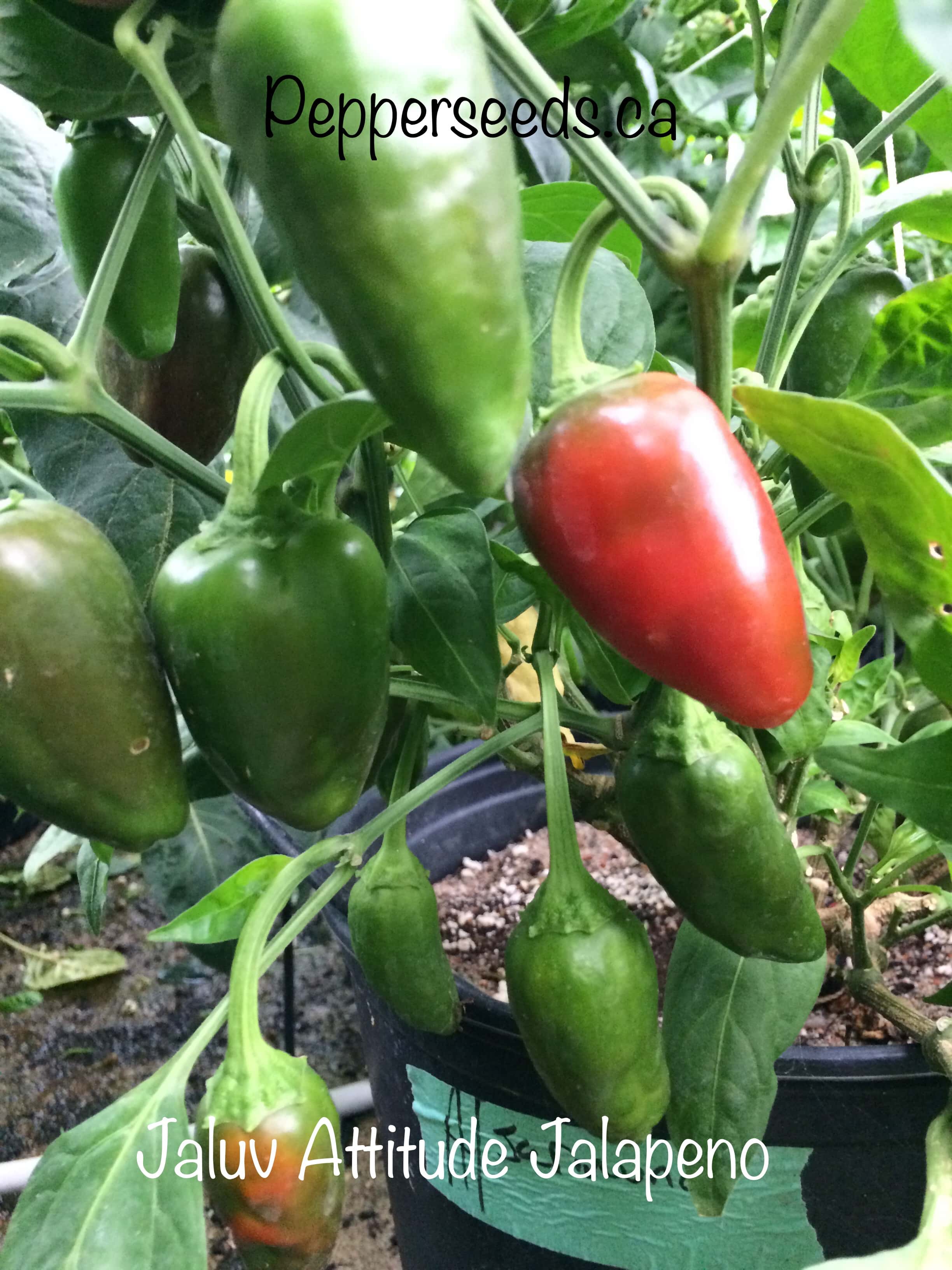 Jaluv Attitude Jalapeno