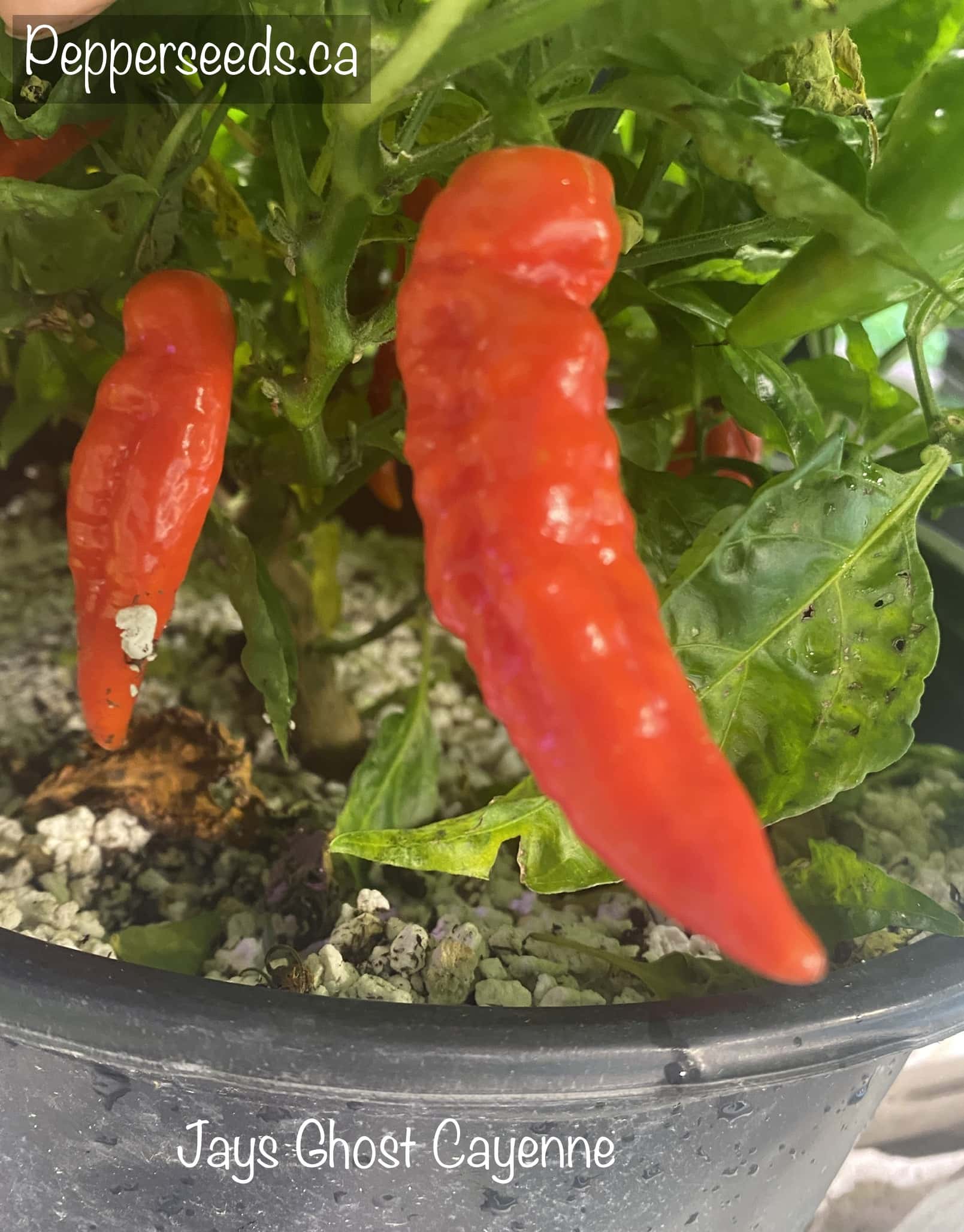 Jays Ghost Cayenne