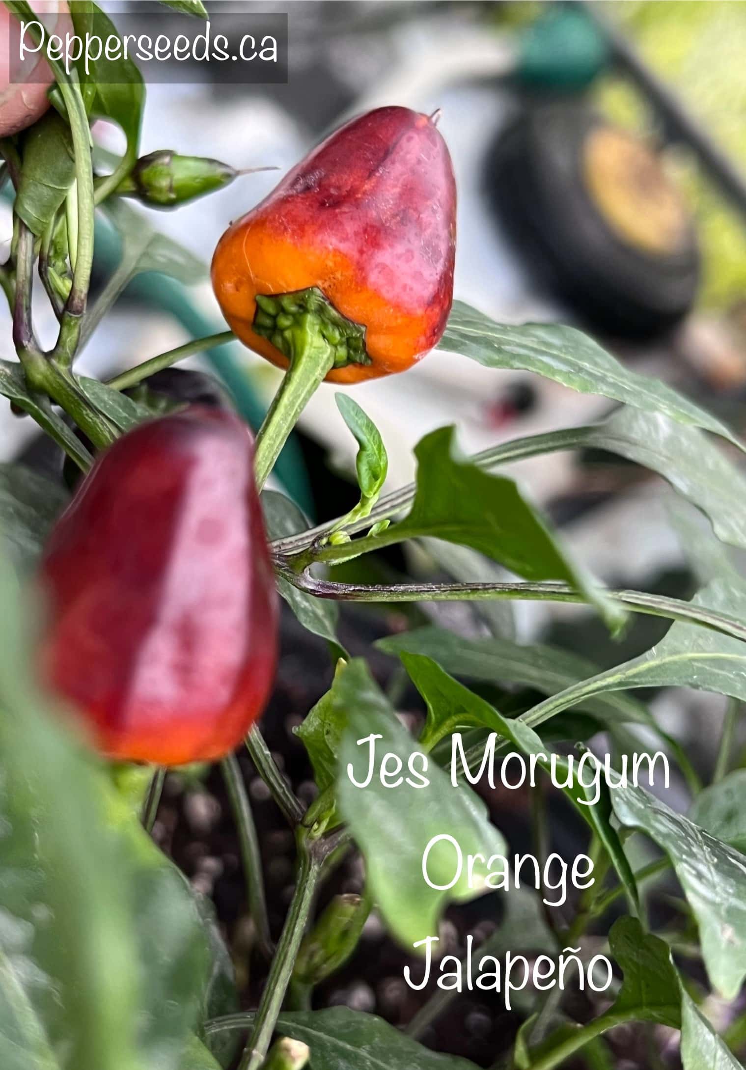 Jes Morugum Orange Jalapeño